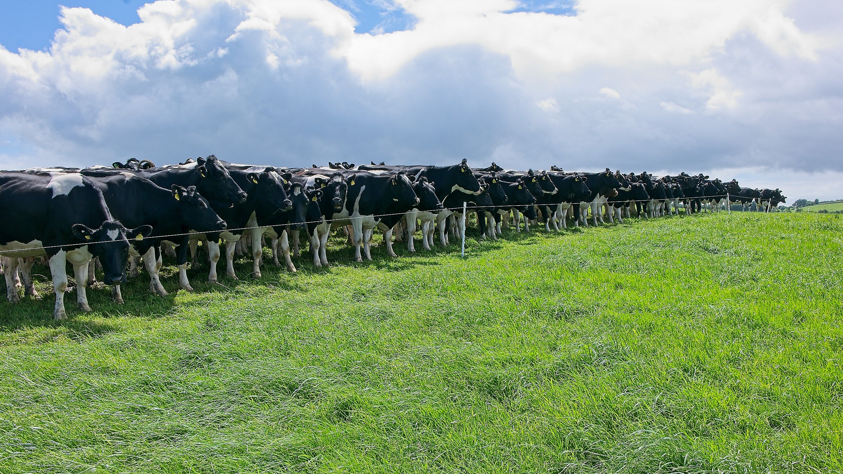 The Carrickshock herd