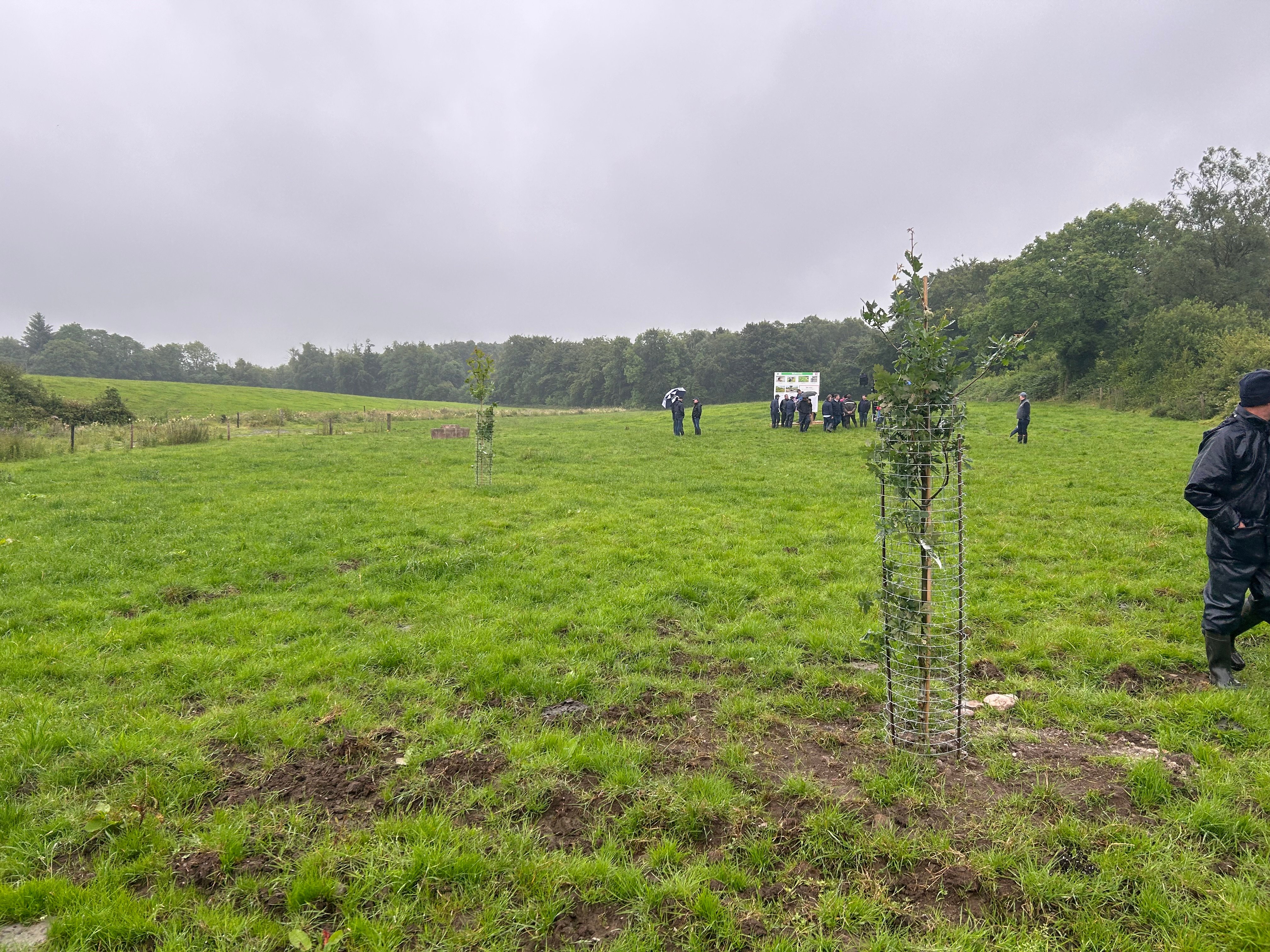 Thompson's recently planted trees