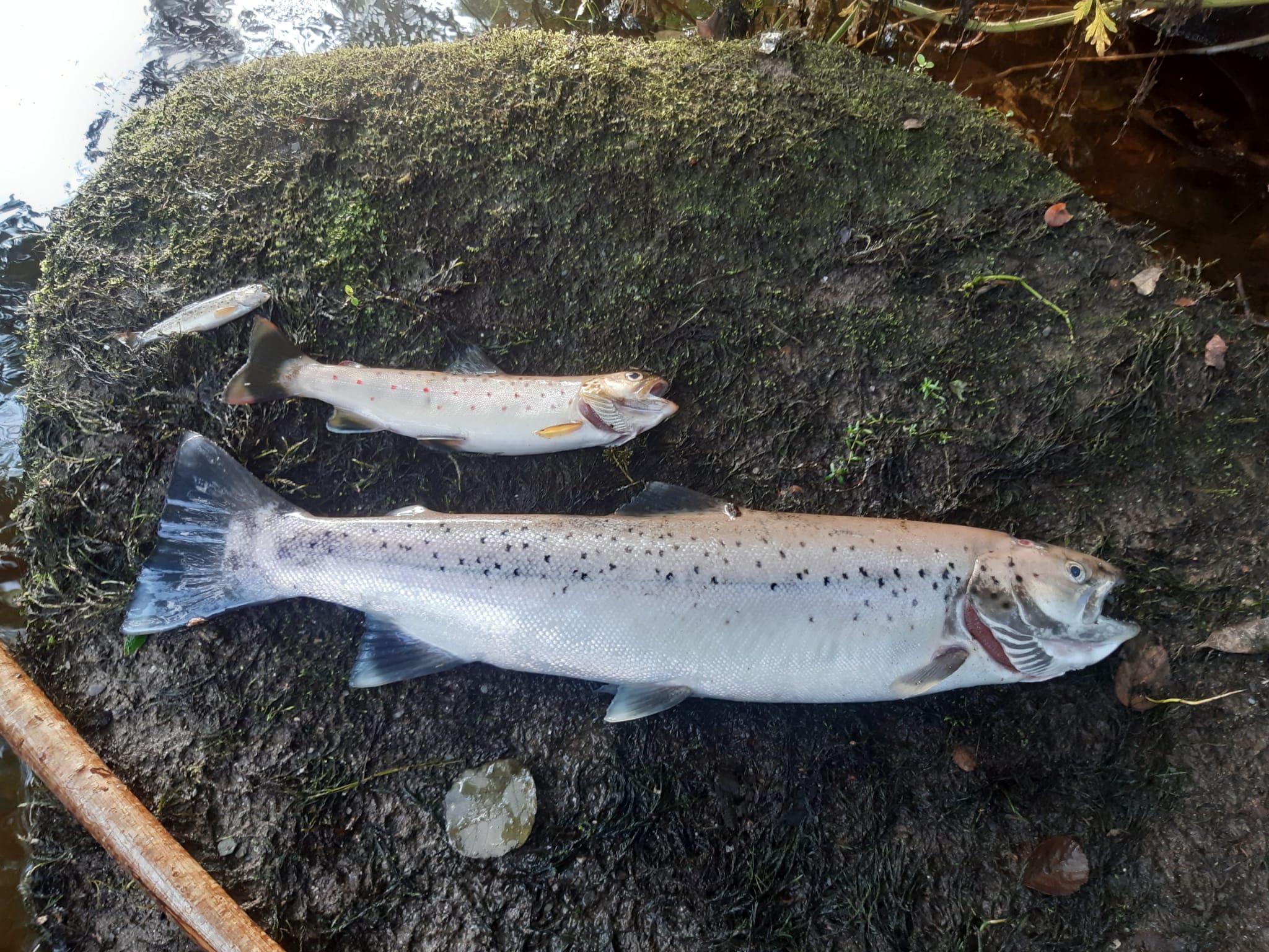 Two deceased fish retrieved from Aughrim River. Source: IFI