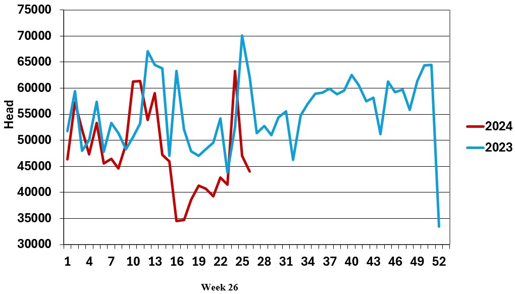 Weekly sheep slaughterings Source: DAFM