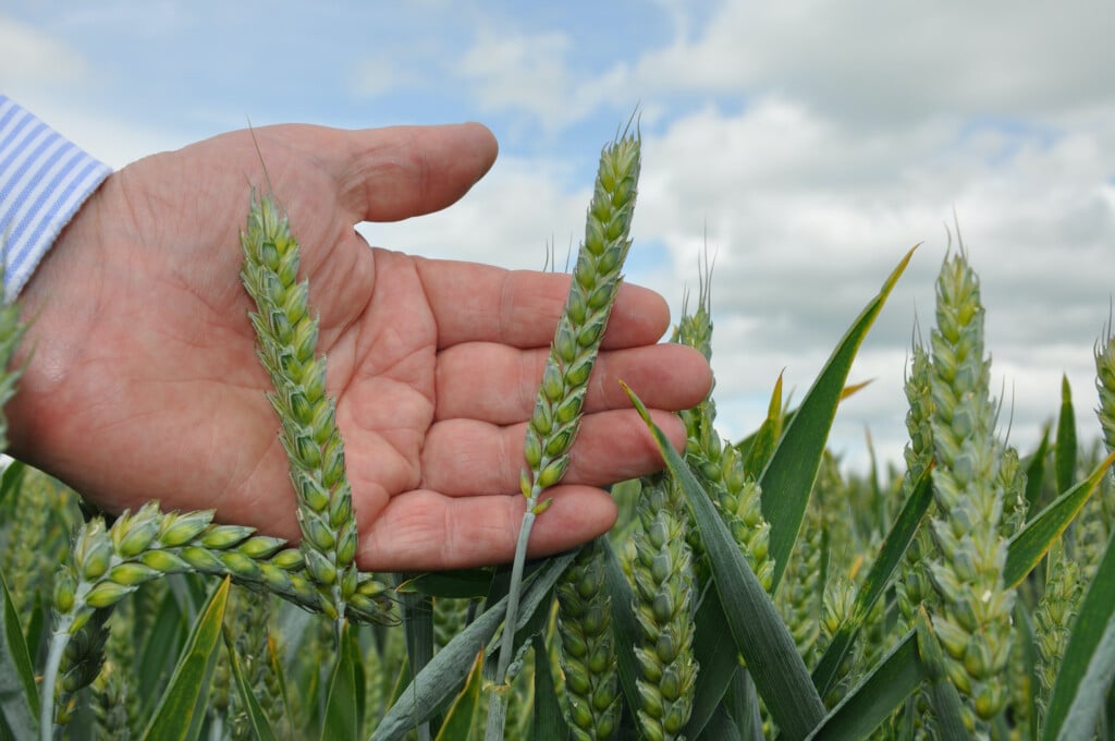 The final 2024 UK wheat harvest is 11.1 million tonnes, a decrease of 20% on 2023