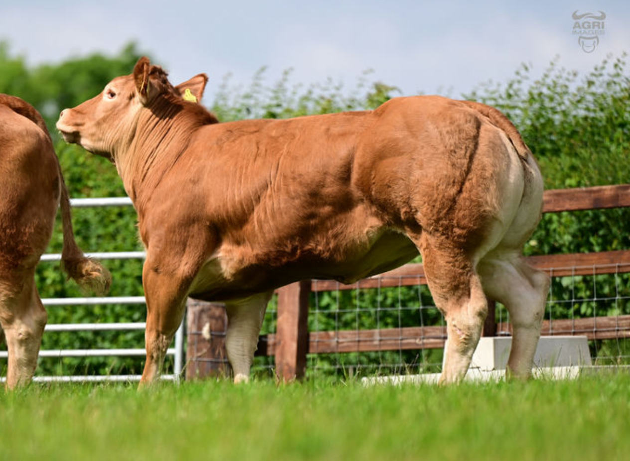 Lot 10, Ernevalley Tinaturner ET took the third-highest price of €6,400