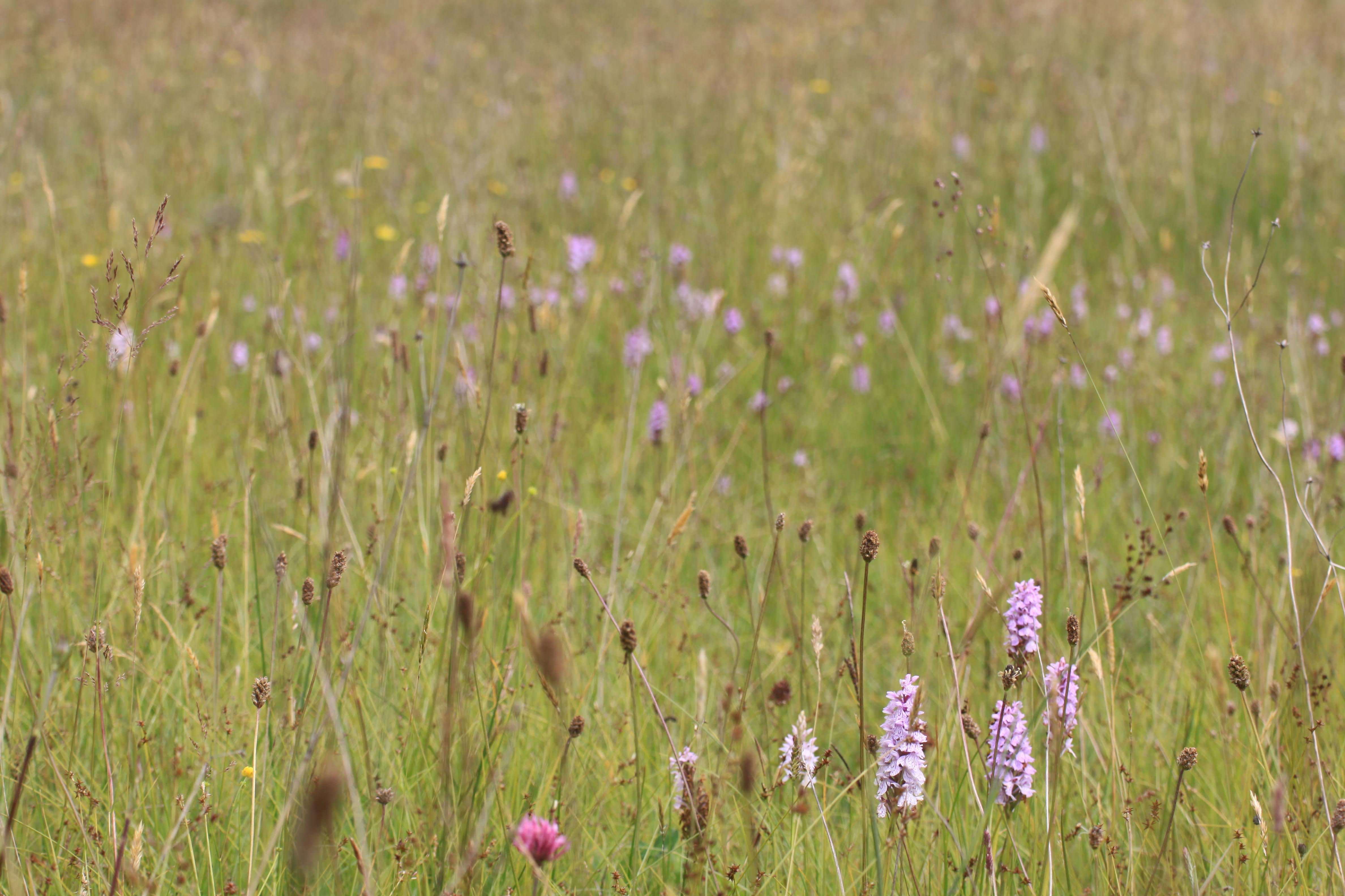 Grassland in Co. Fermanagh. Image Source: Ulster Wildlife