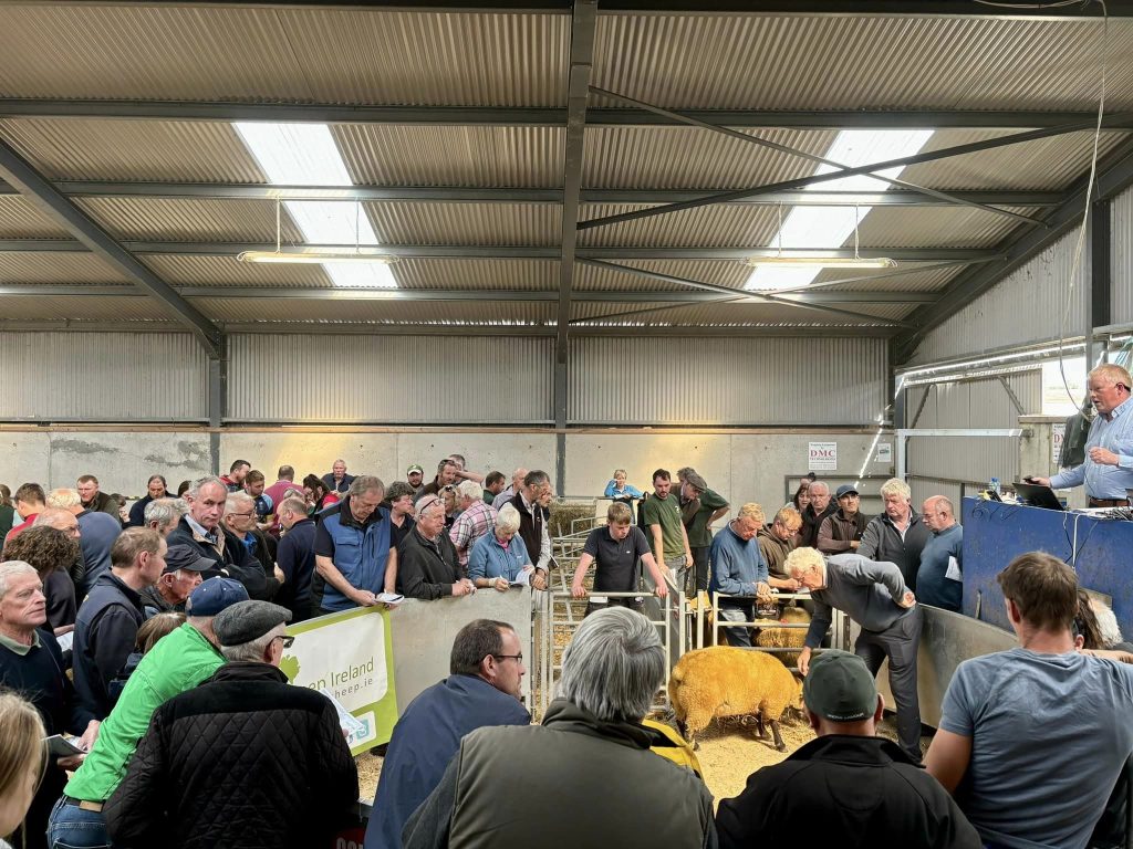 Source: Sheep Ireland