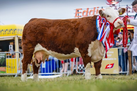 Supreme National Champion: Hillockpoll 1 Ivy with breeder Jack Larkin, Offaly