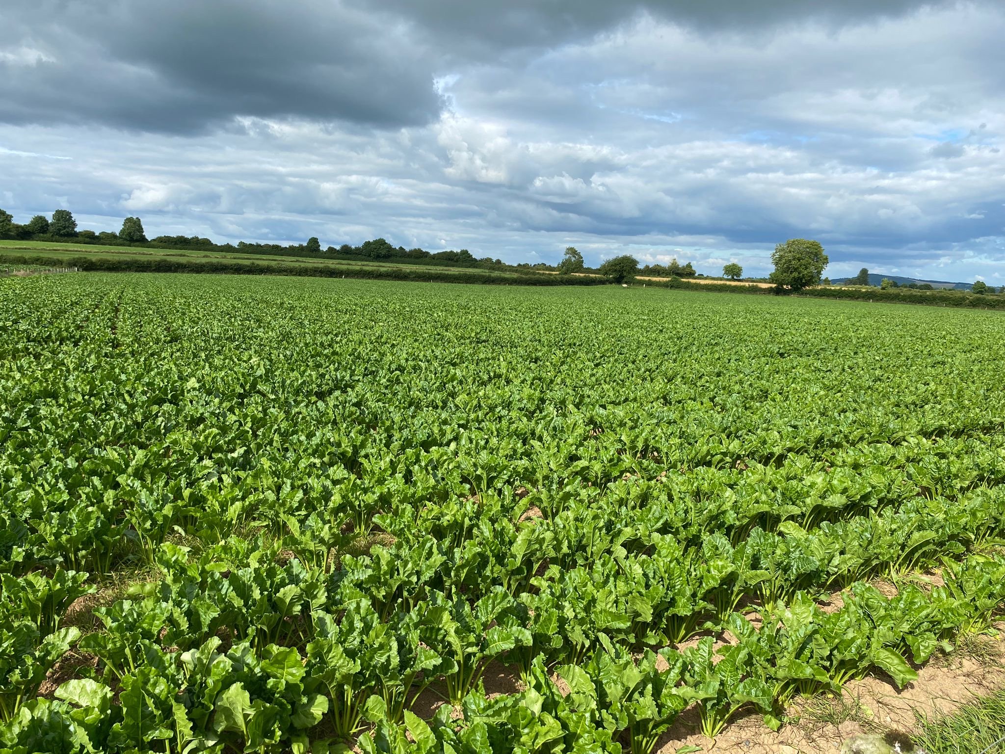 Fodder beet
