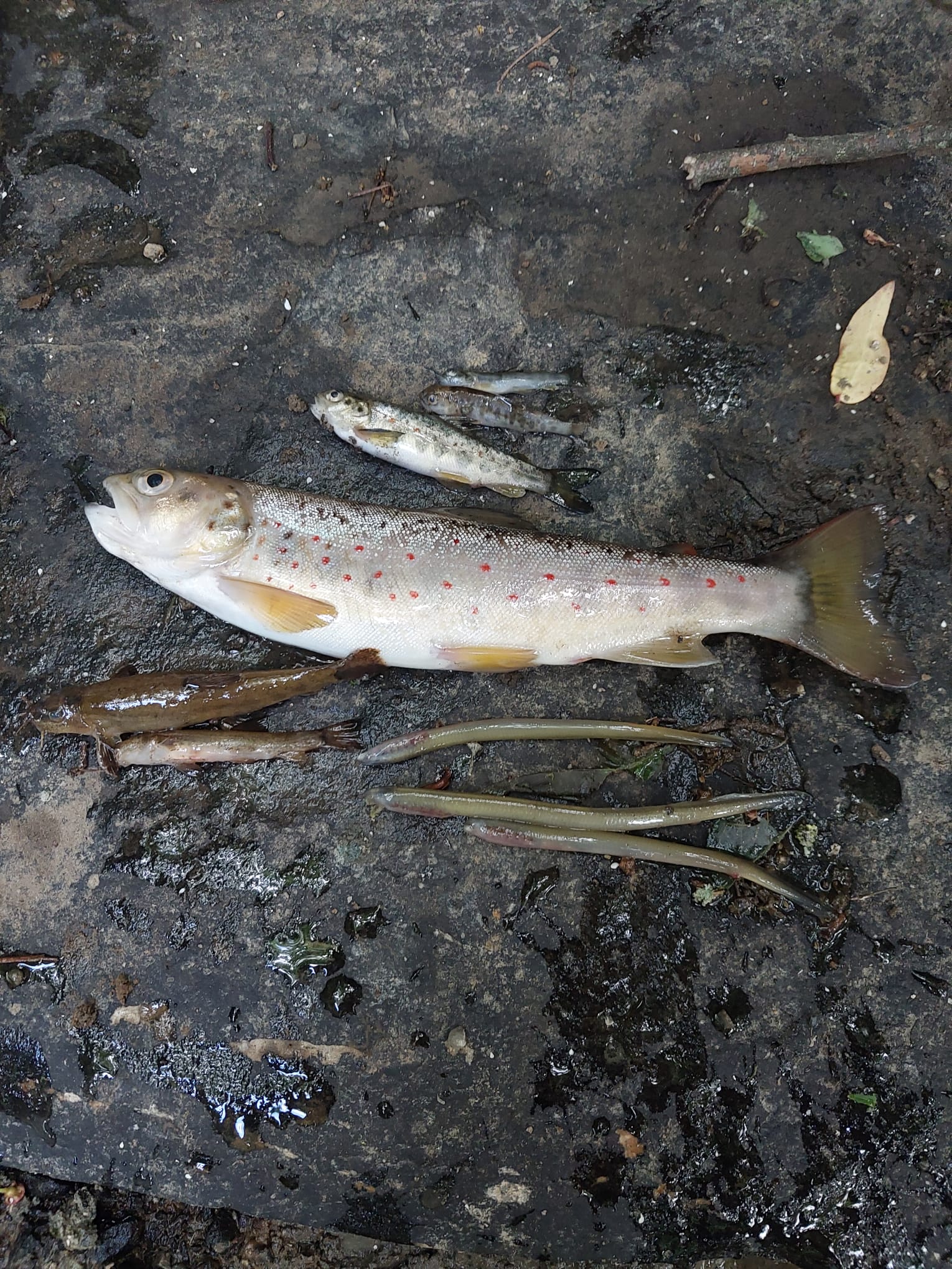 Deceased species discovered after a fish kill at River Allow, Co. Cork, June 2024. Image source: IFI