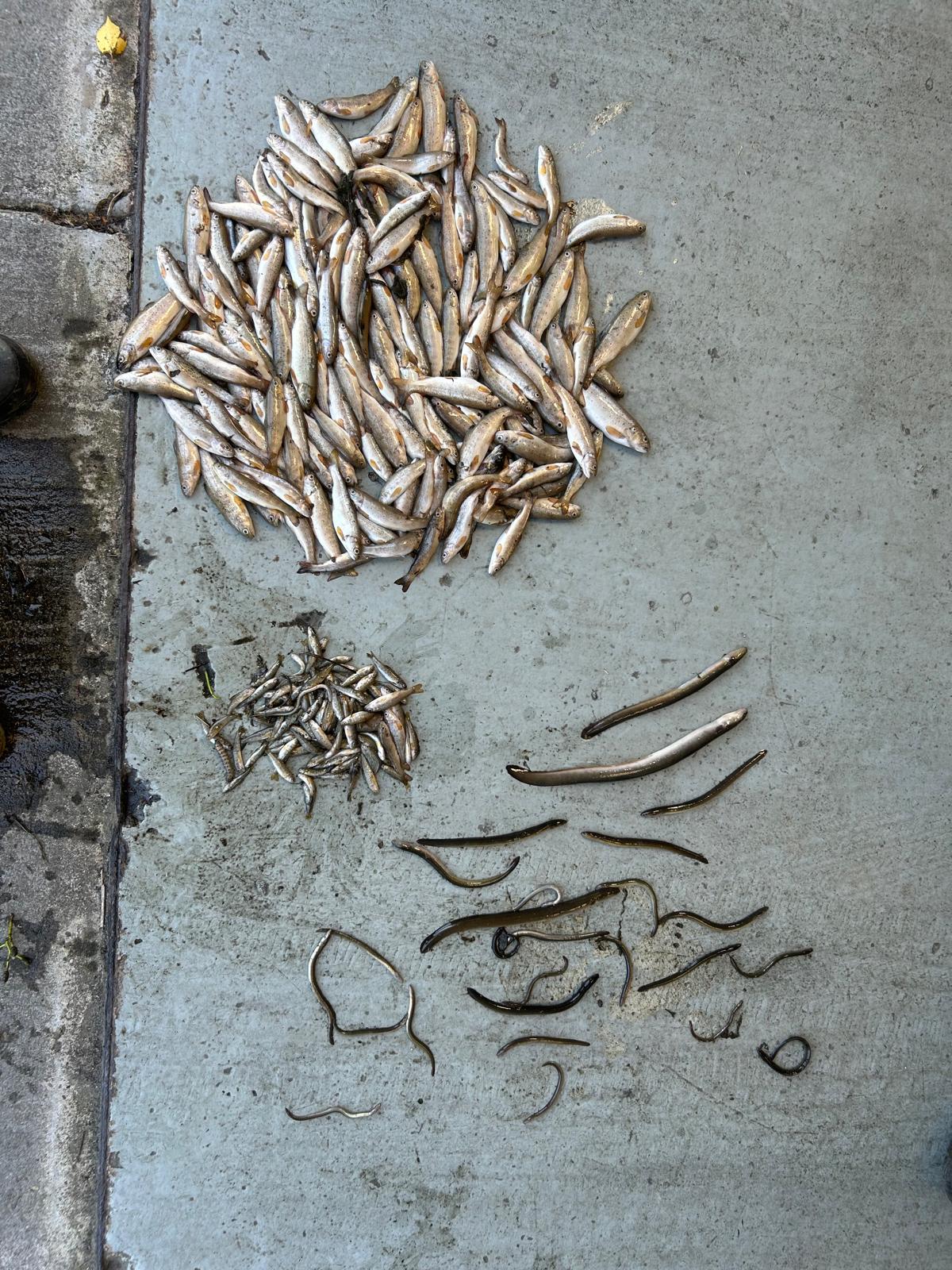 Deceased species following a fish kill at Skeoge River, Co. Donegal, June 2024. Image source: IFI