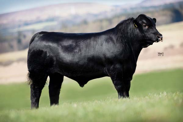 Hw Lord Horatio V538 (AA6682) Source: Progressive Genetics
