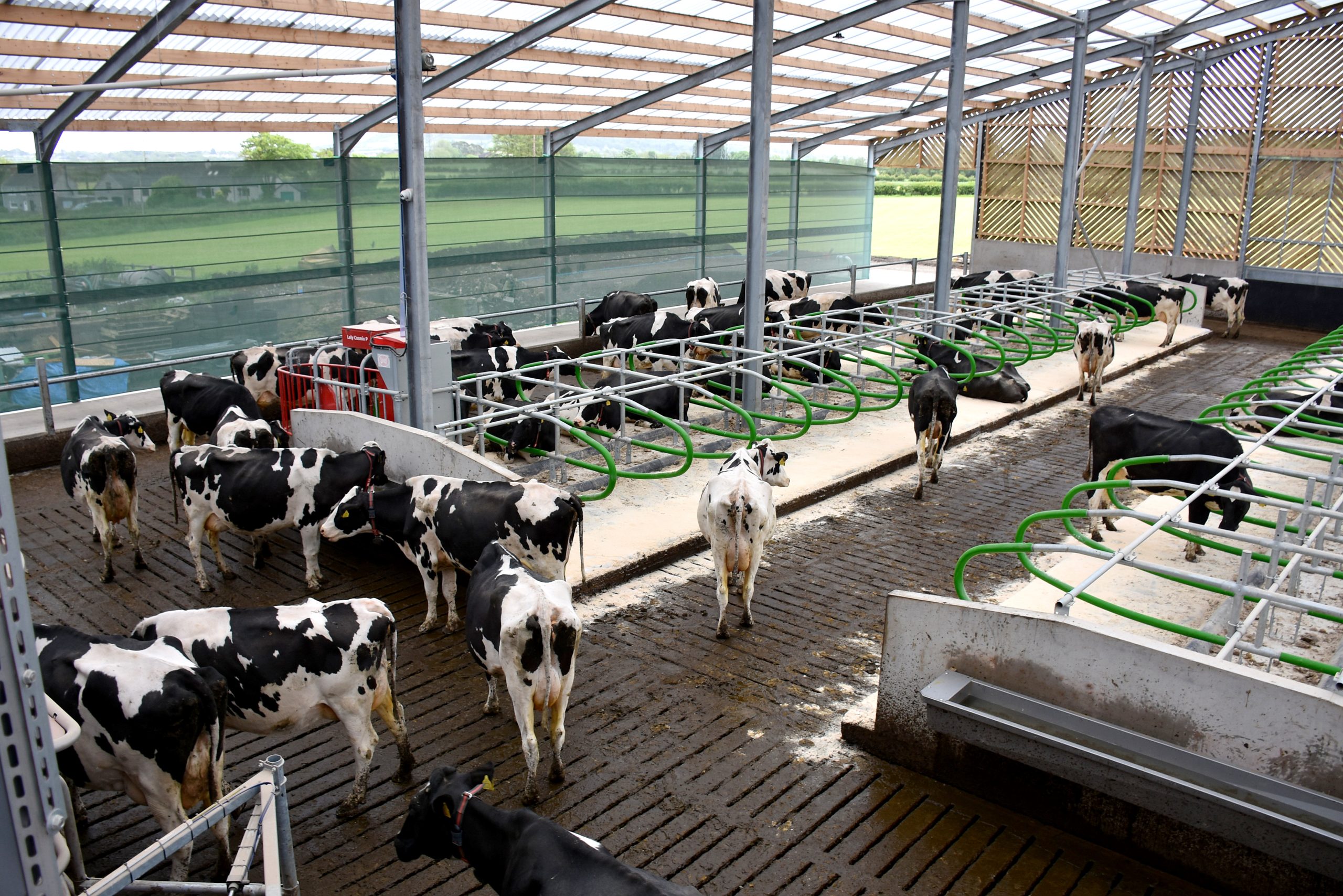 Cows have plenty of room to move around and feed in the new barn
