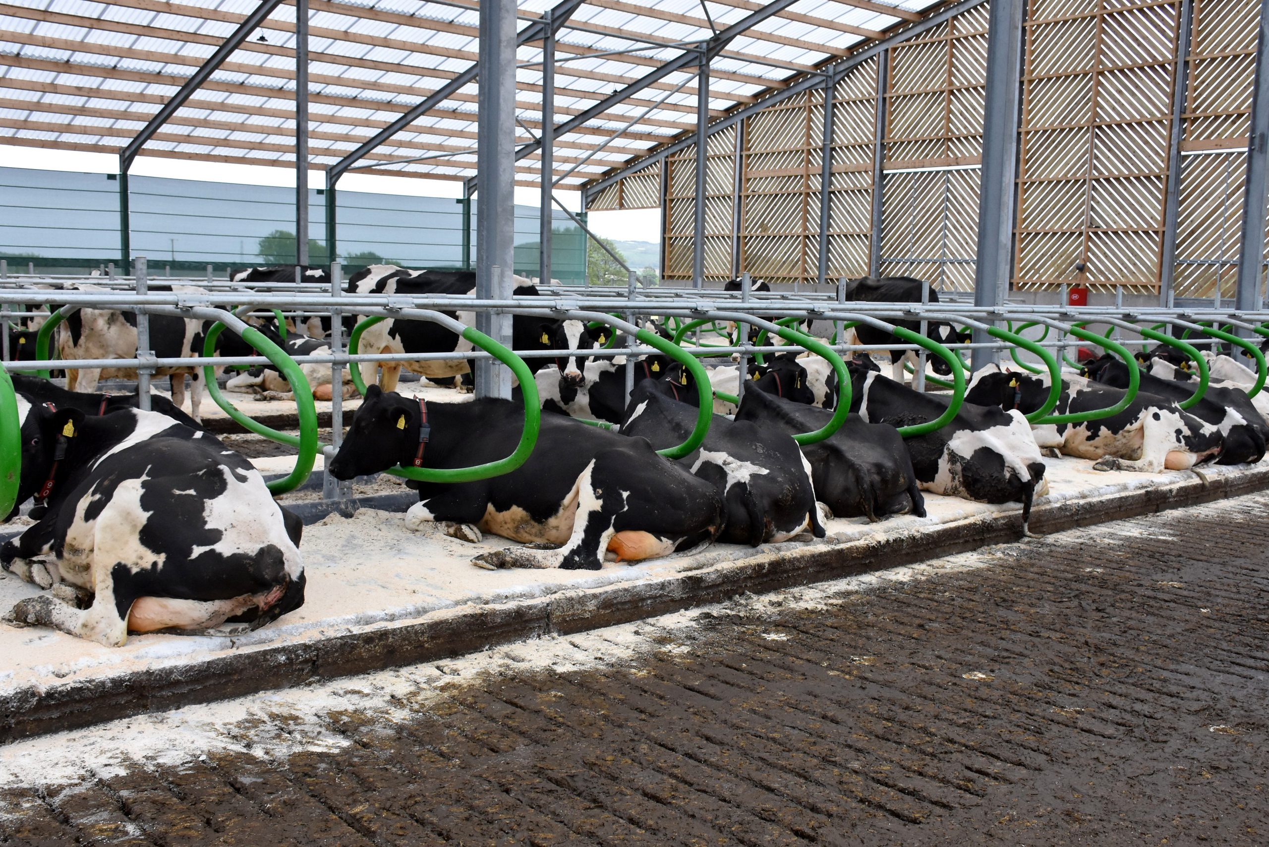The new herd of cows has settled into the new comfort cubicles and mattresses