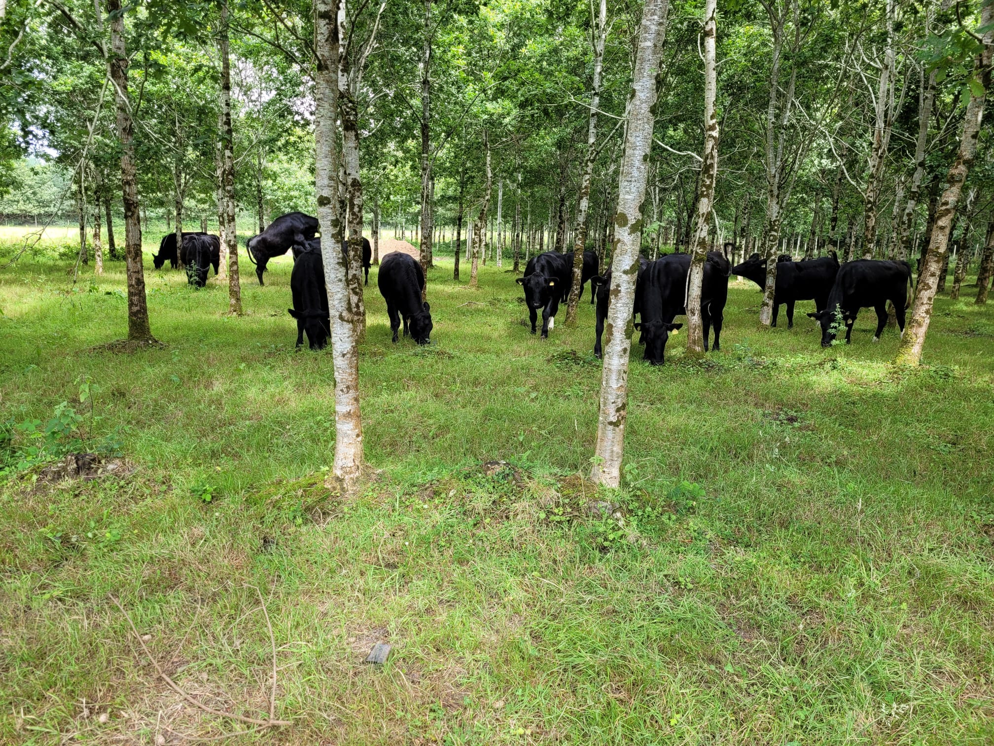 Woodland grazing on Liam O'Connor's lands at Fossa, Killarney, Co. Kerry. Image Source: Liam O'Connor