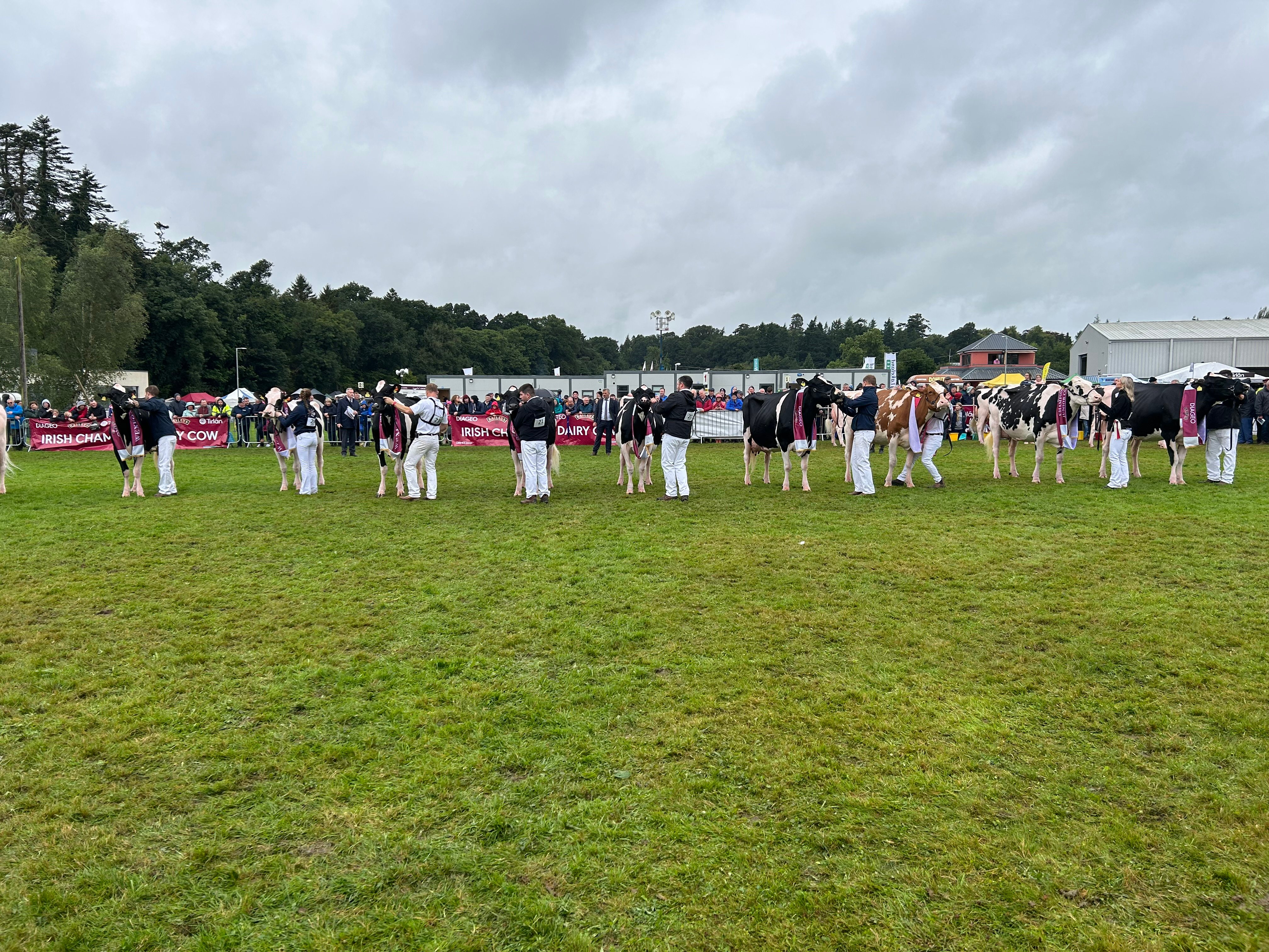 The top 10 cows lined up at the event