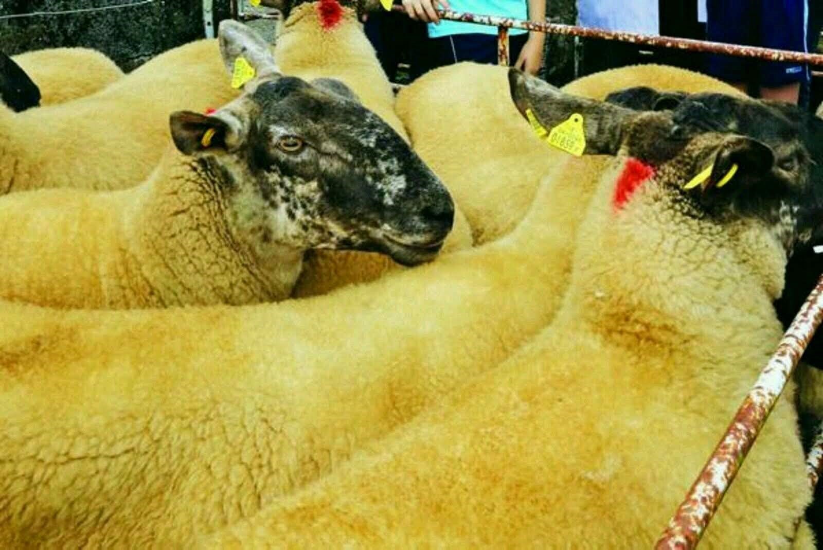 Source: Borris Ewe Breeders’ Association
