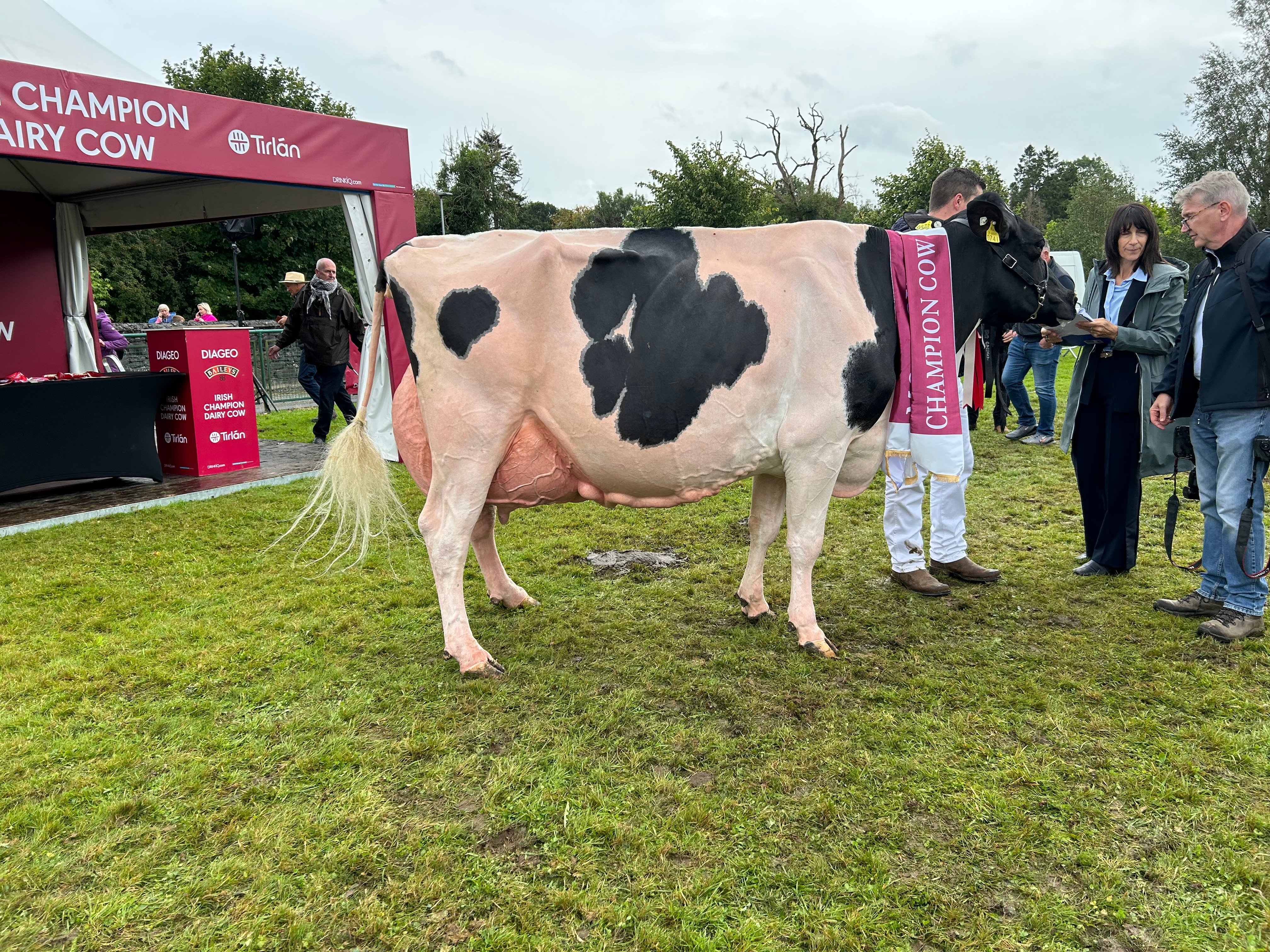 The Baileys champion cow: Greenlea MG Rhapsody EX 96