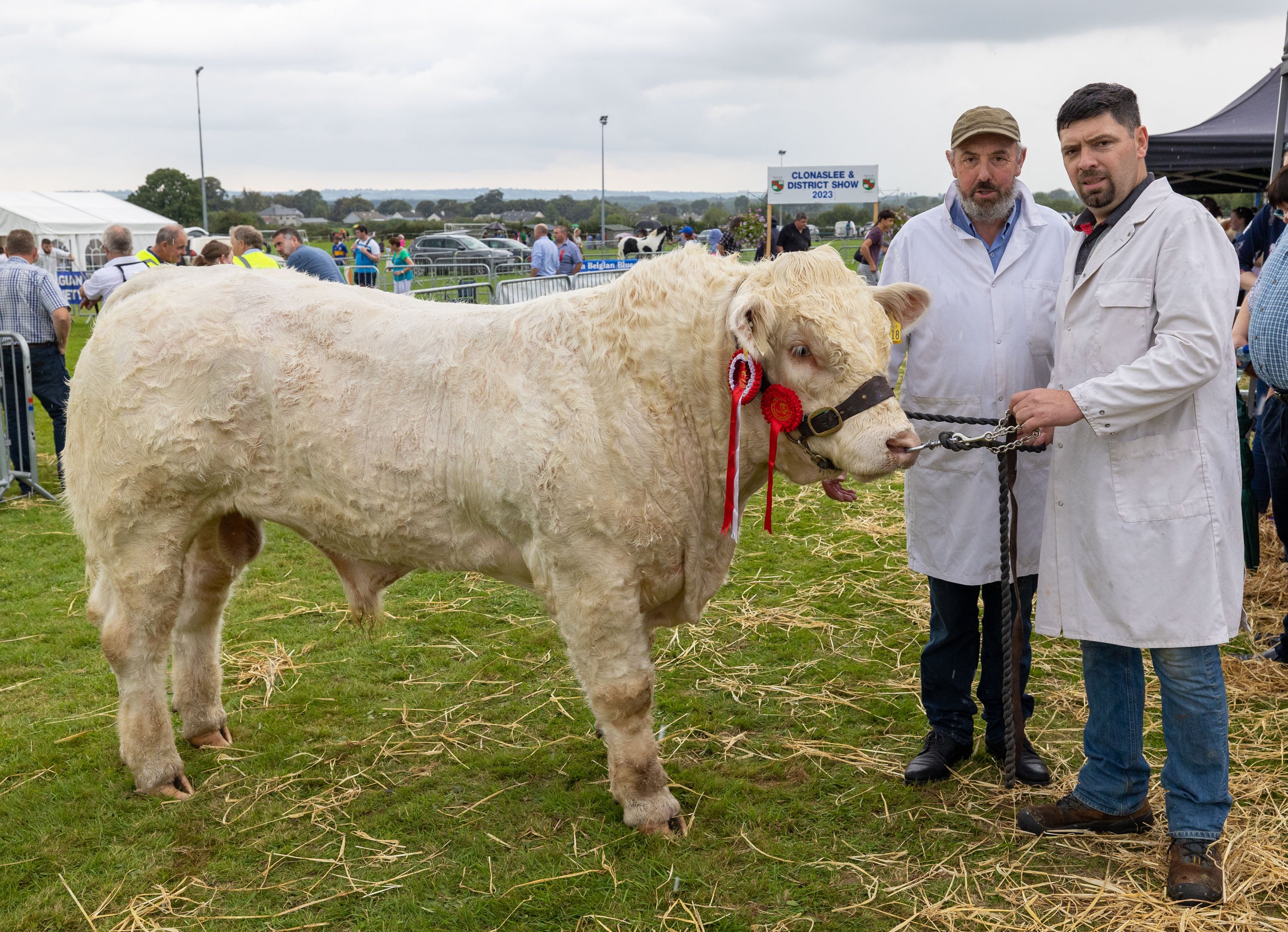 The champion Charolais owned and shown by Peter and Willie Spollen from Geashill at Clonaslee Show 2023. Image source: Alf Harvey