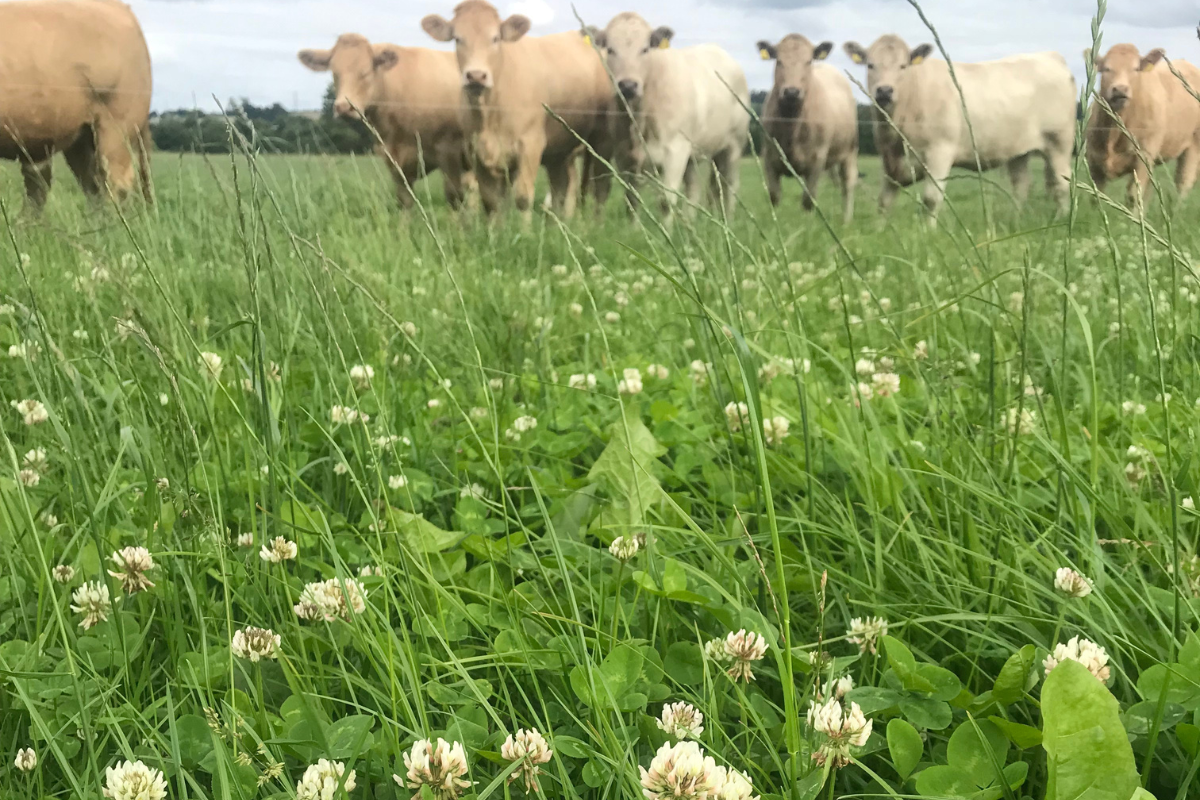 A post-emergent spray should be targetedapproximately six to eightweeks after reseeding