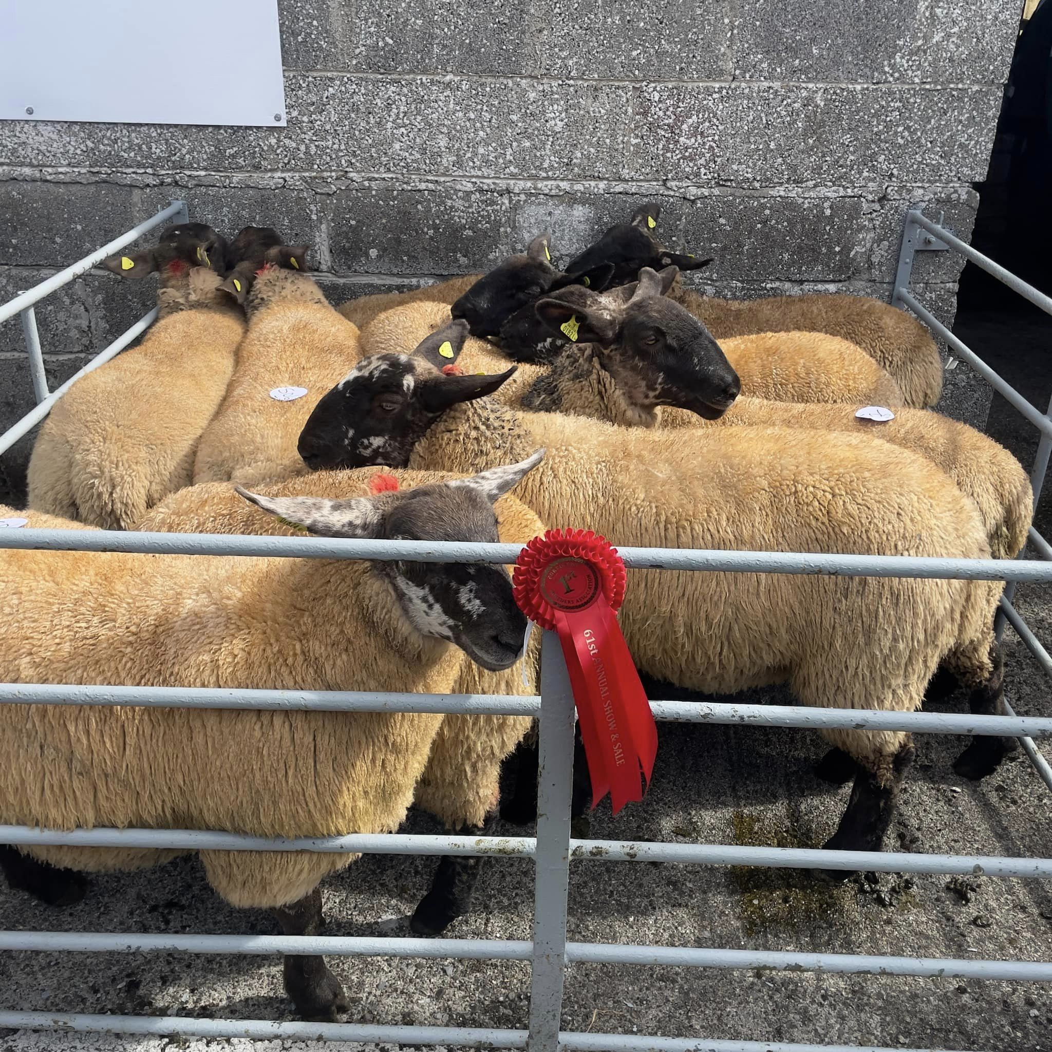 Cormac Kavanagh's winning ewe lambs Source: Borris Ewe Breeders