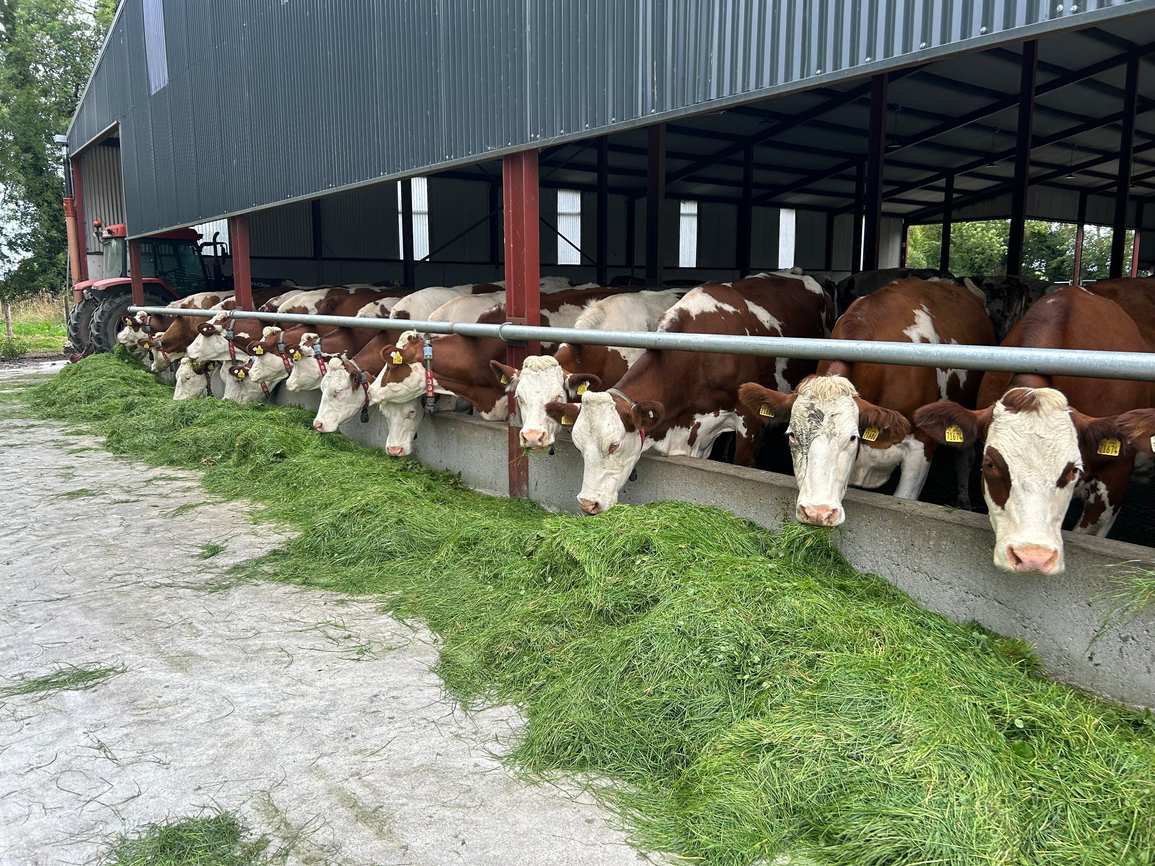 Guinan’s cows