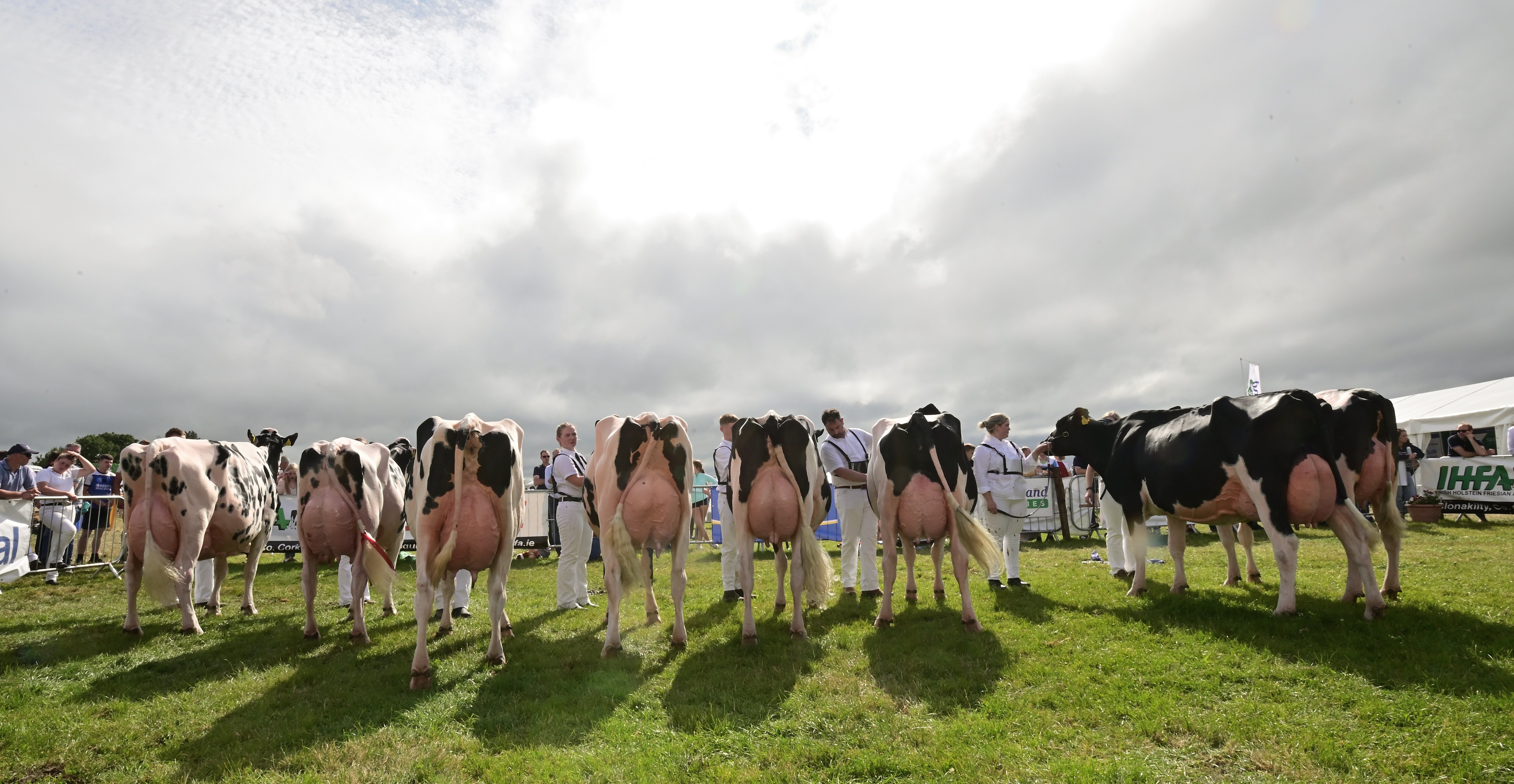 Stunning Holstein Friesian cows on display at the Tullamore Show. Source: John Gill