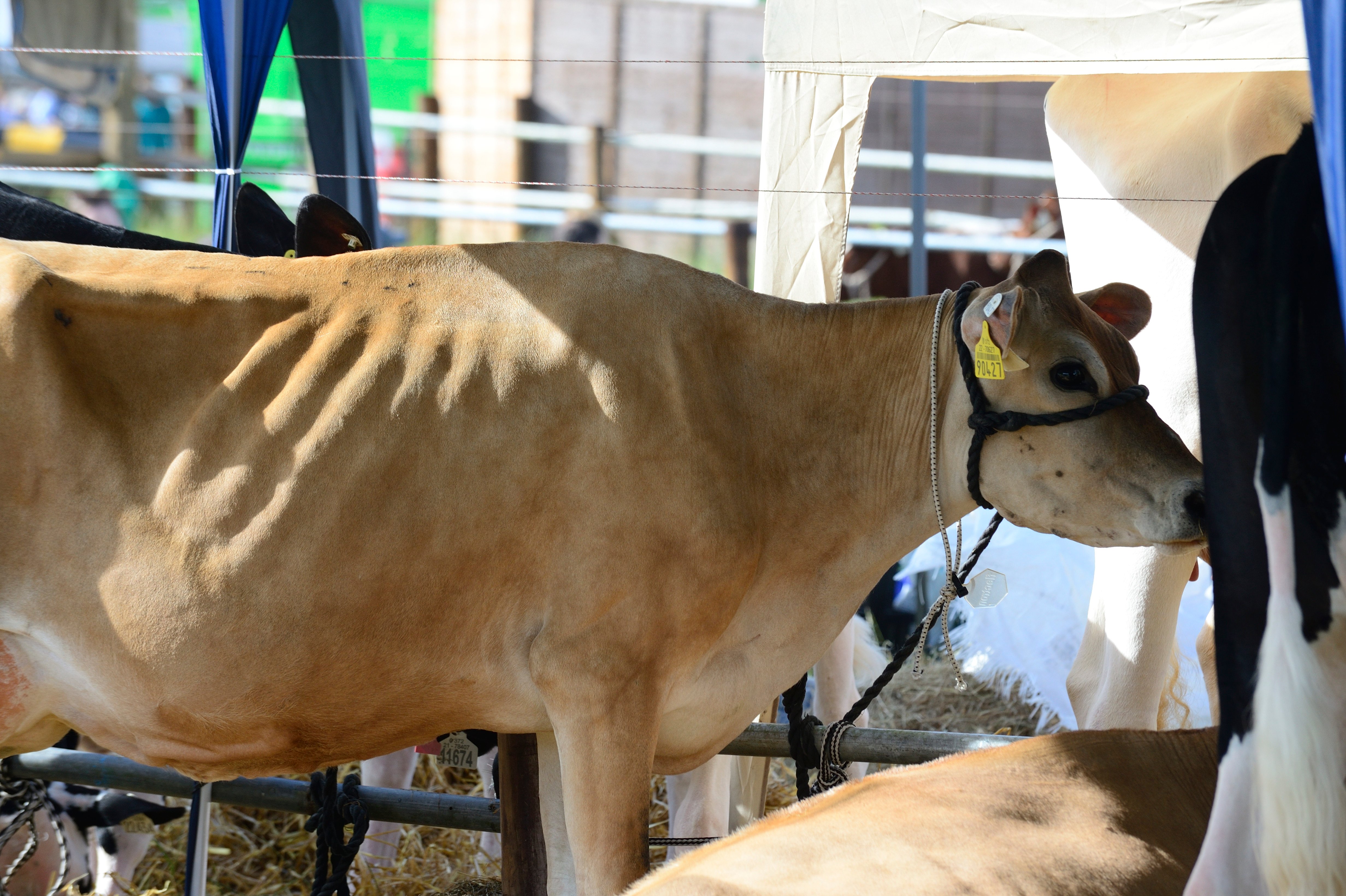 Highlights of the Tullamore Show. Source: John Gill