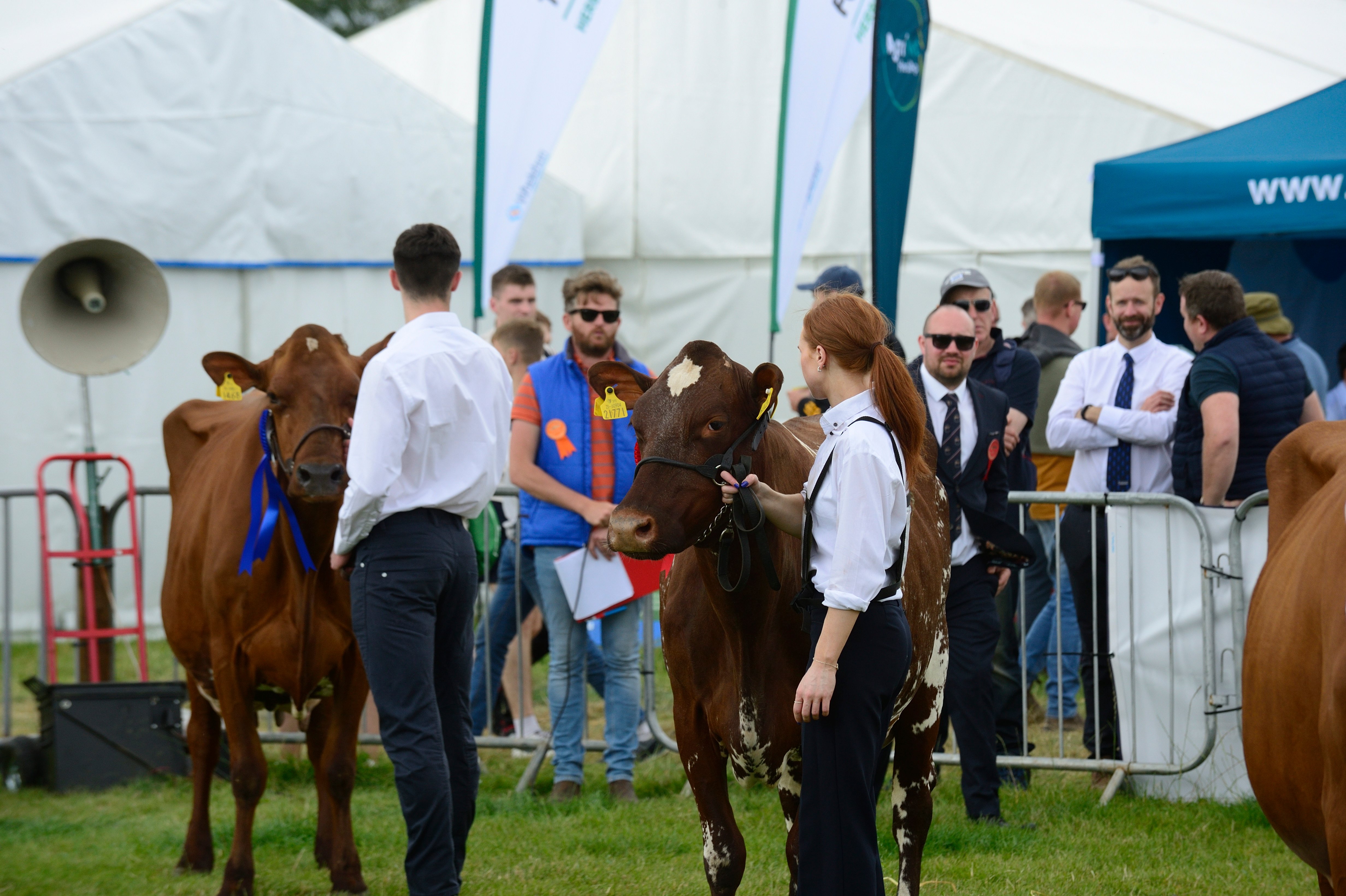 Judge Will Slade judging the dairy Shorthorn cows. Source: John Gill