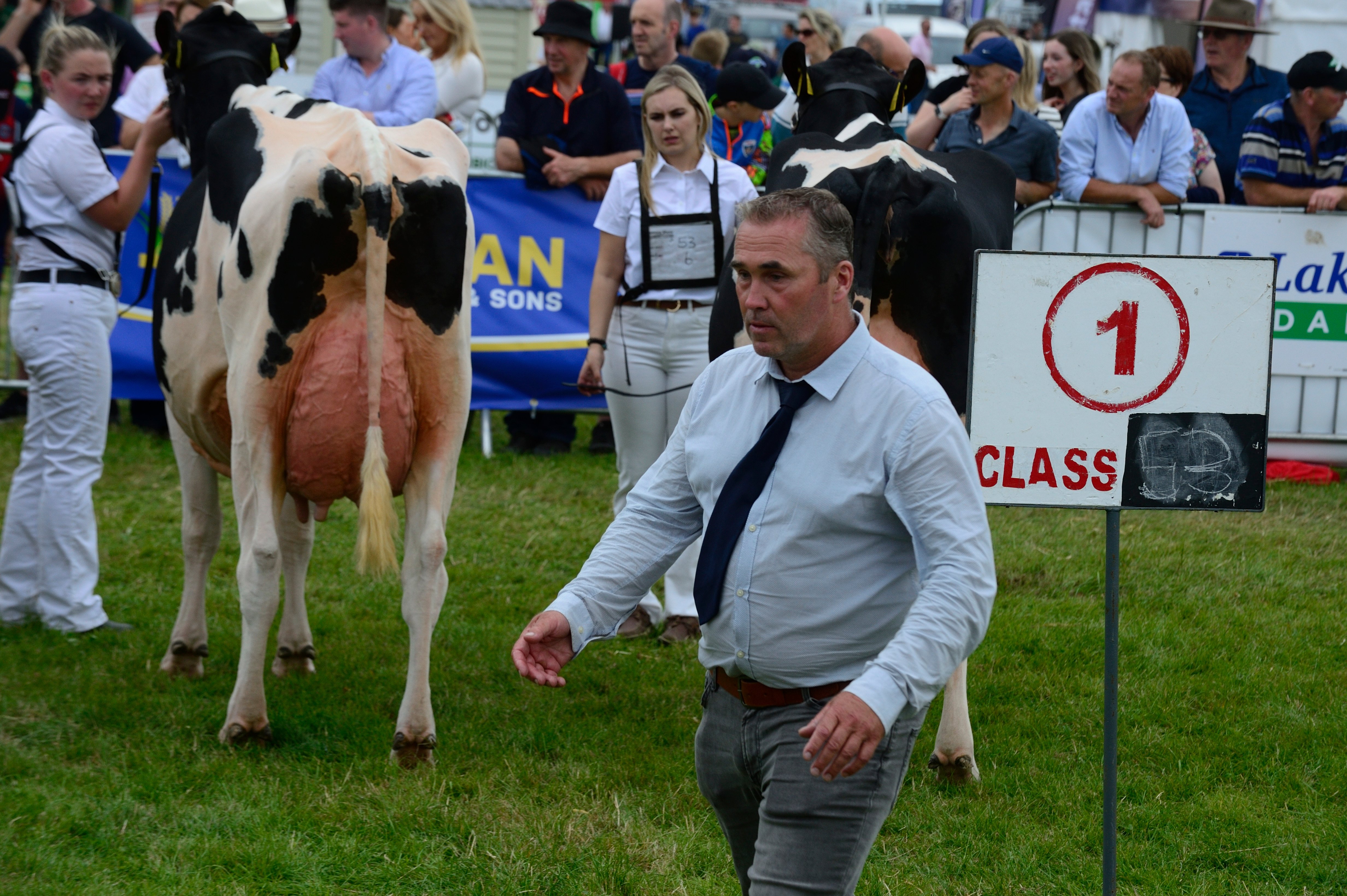Judge Gerrit Van Der Kolk judging the Holstein Friesian cows. Source: John Gill