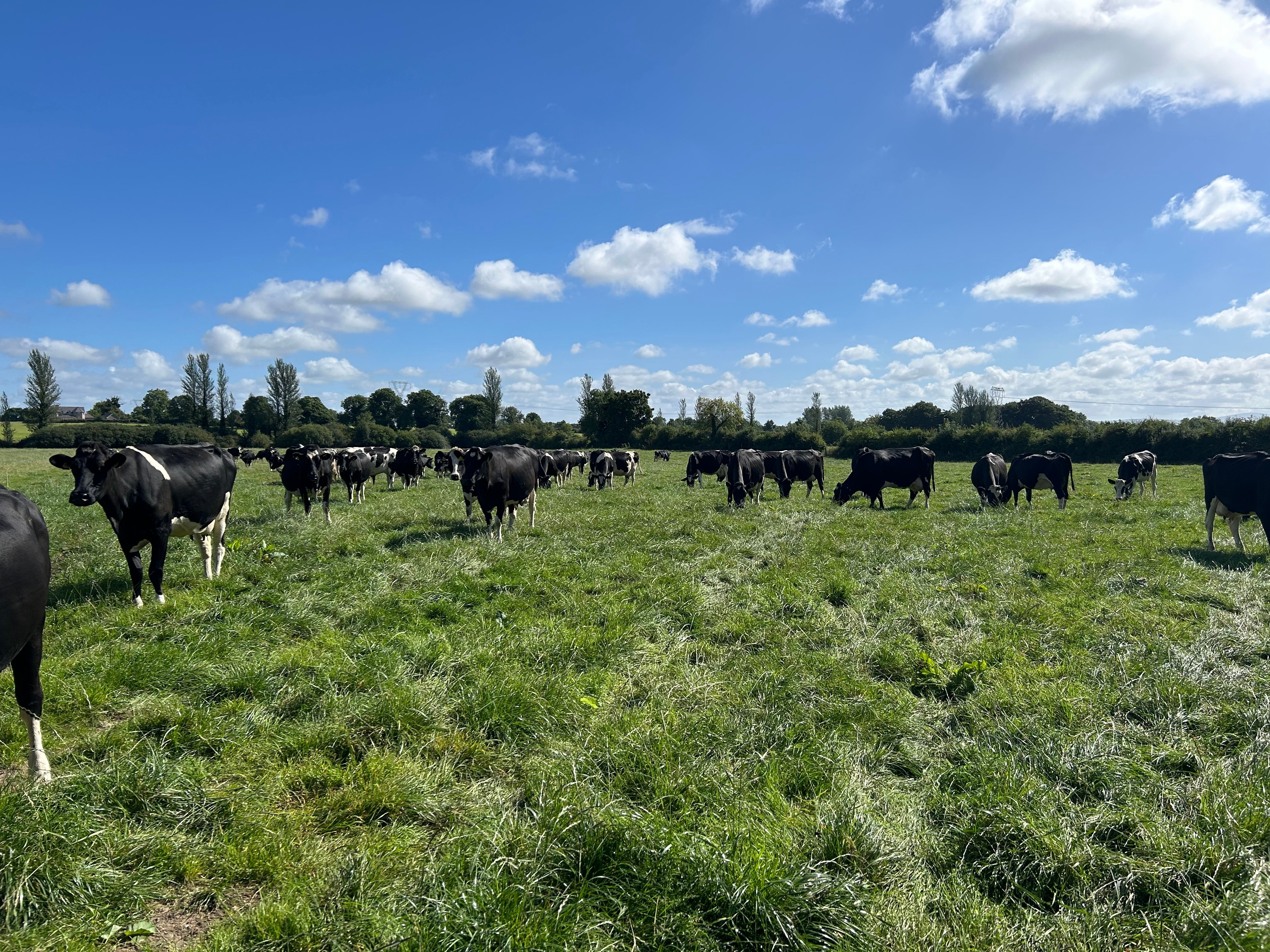 Graze dairy’s cows