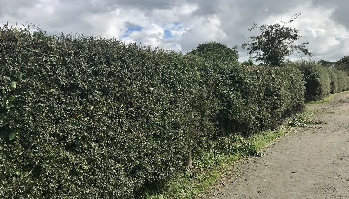 Topped hedges. Source: Teagasc