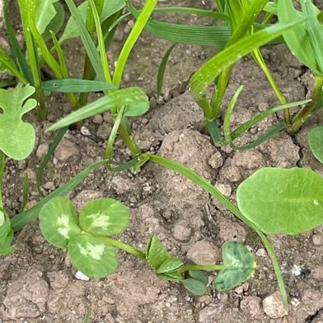 Clover with trifoliate leaves