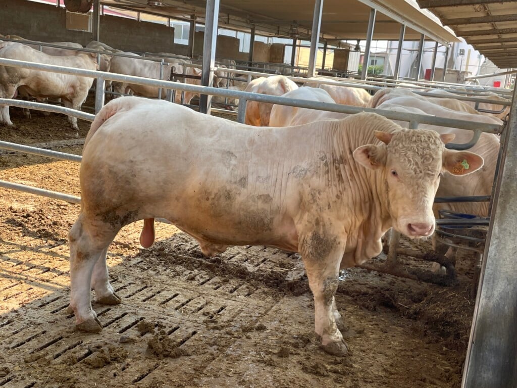 The quality of the cattle on all farms visited was exceptional