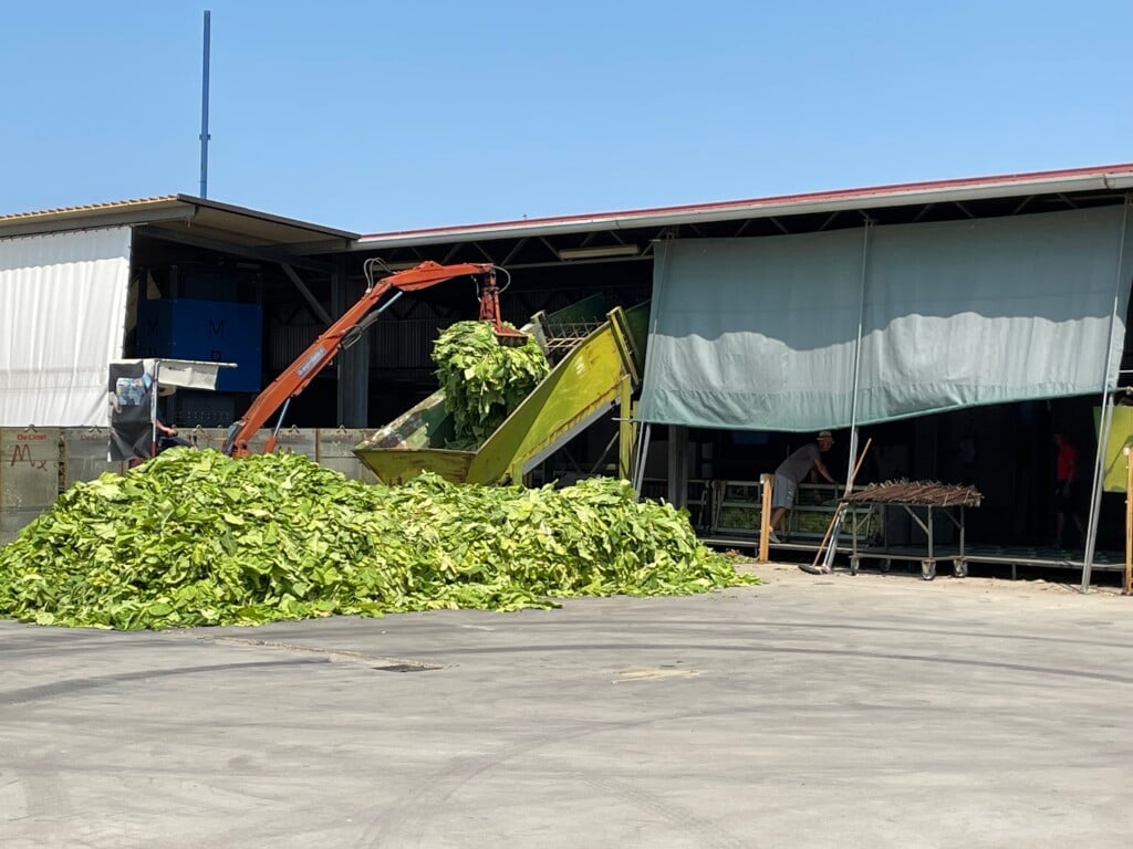 Tobacco leaves being processed for drying and boxing on the farm