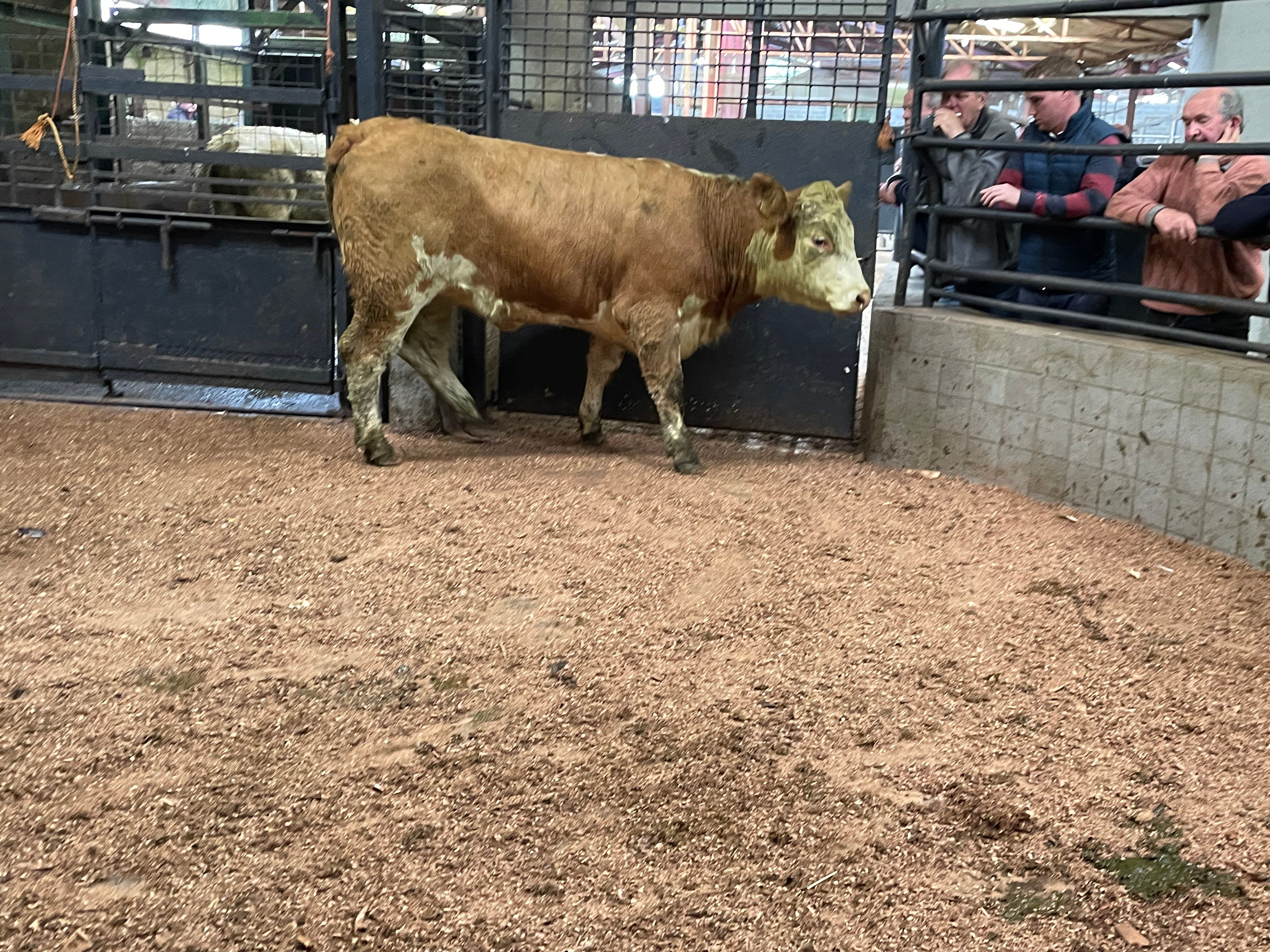 This 550kg Hereford heifer sold for €1,490
