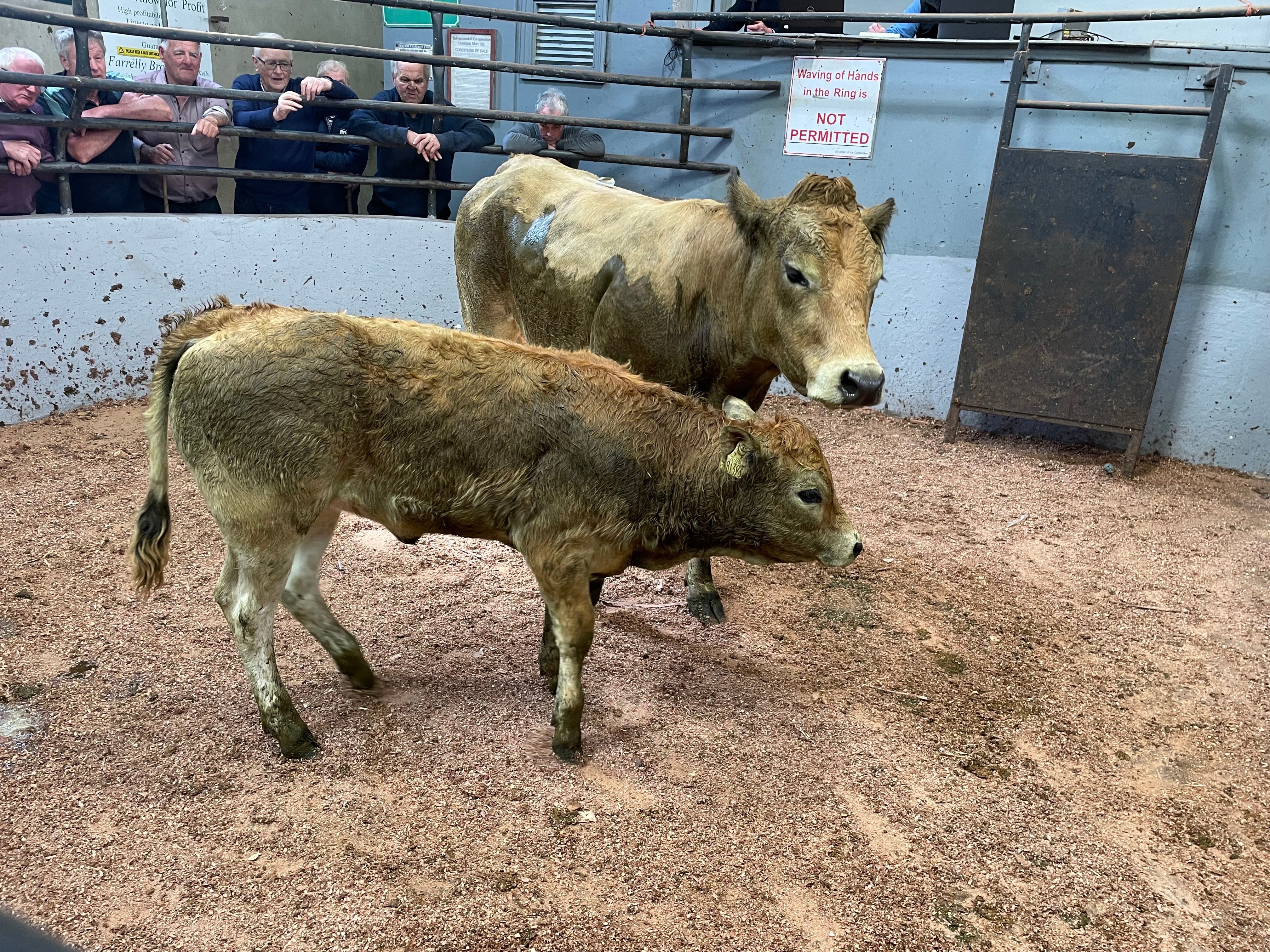 This Aubrac cow (in calf again) and heifer calf sold for €1,740