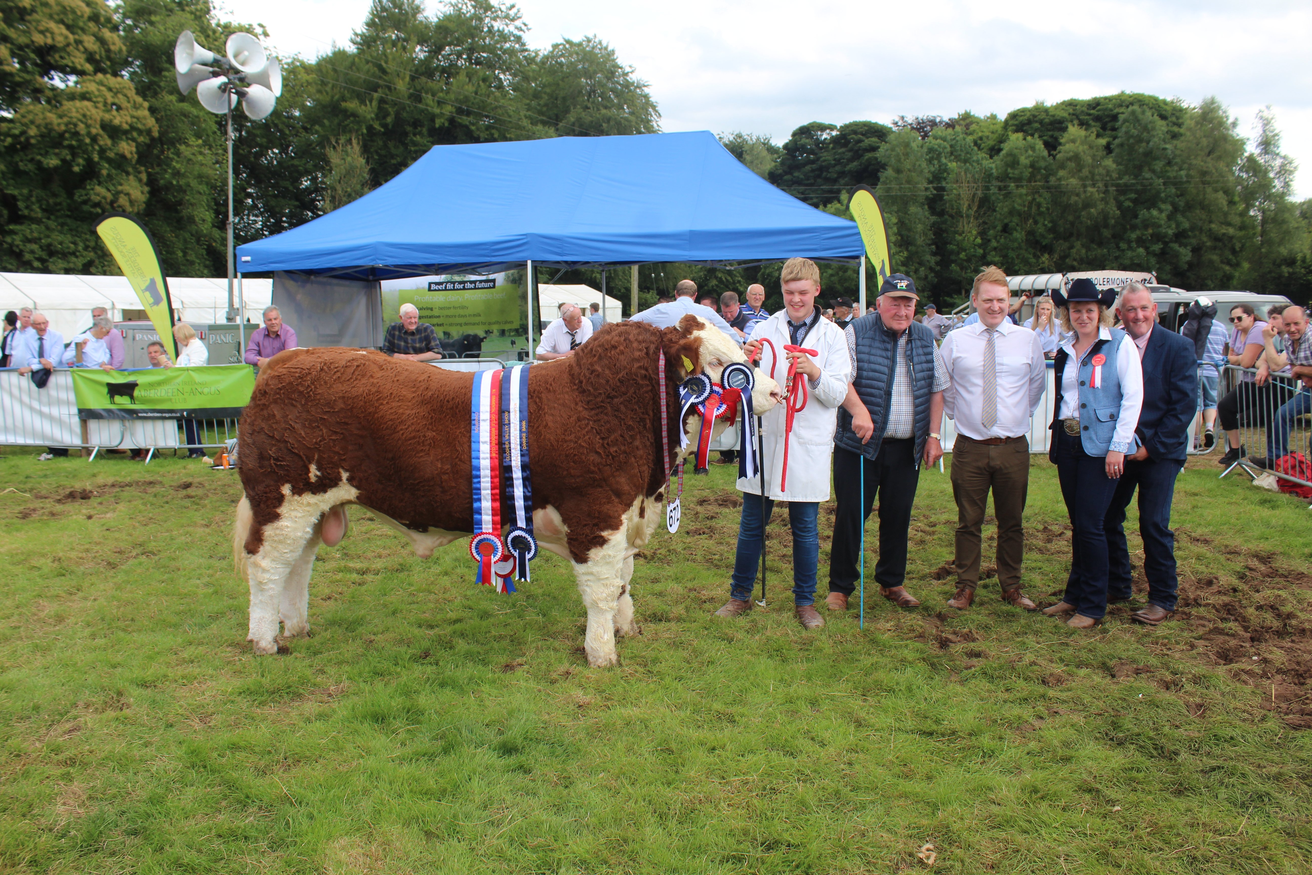 The inter-breed beef champion at Clogher Valley Show 2024