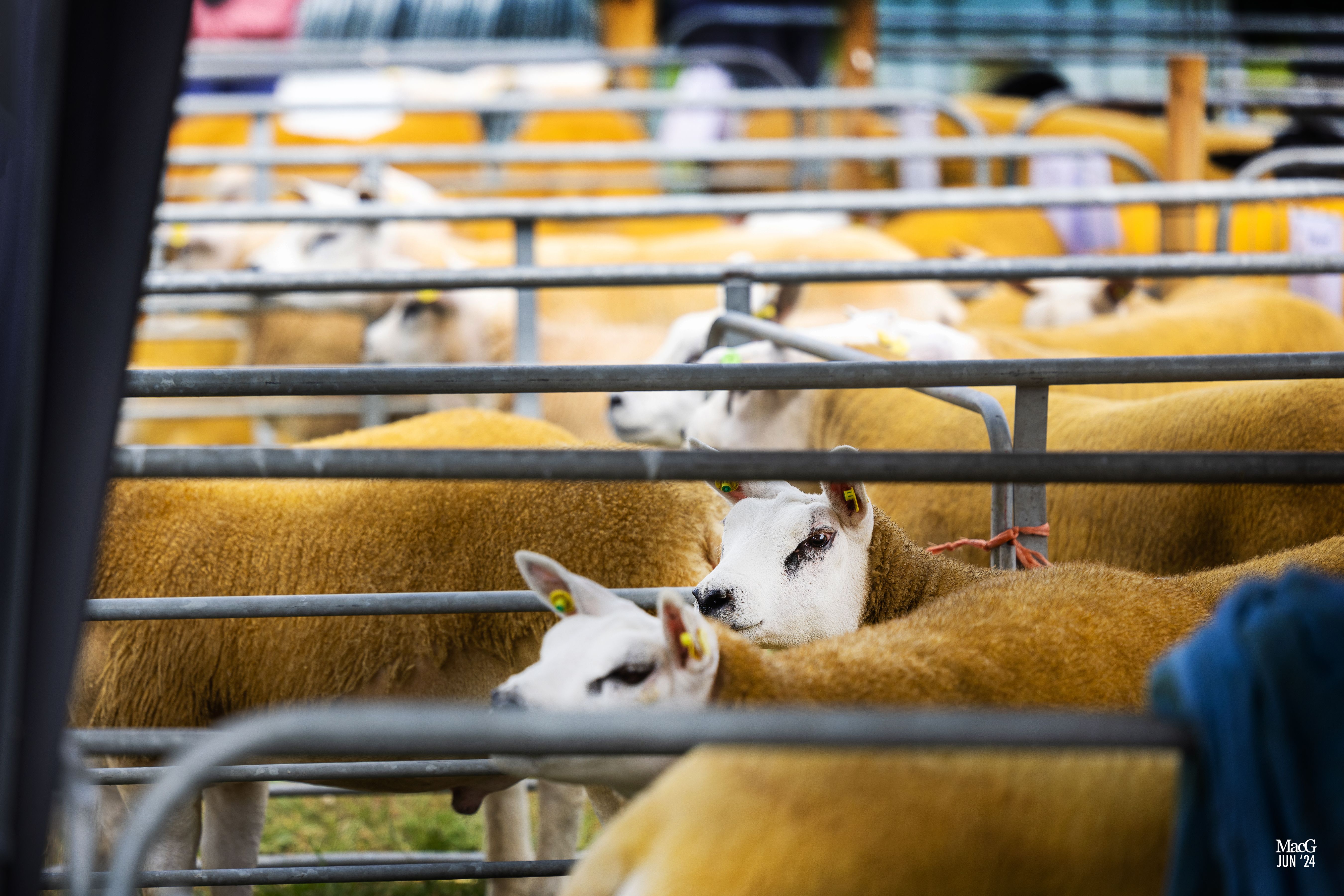 Source: MacGregor Photography via the Irish Texel Sheep Society