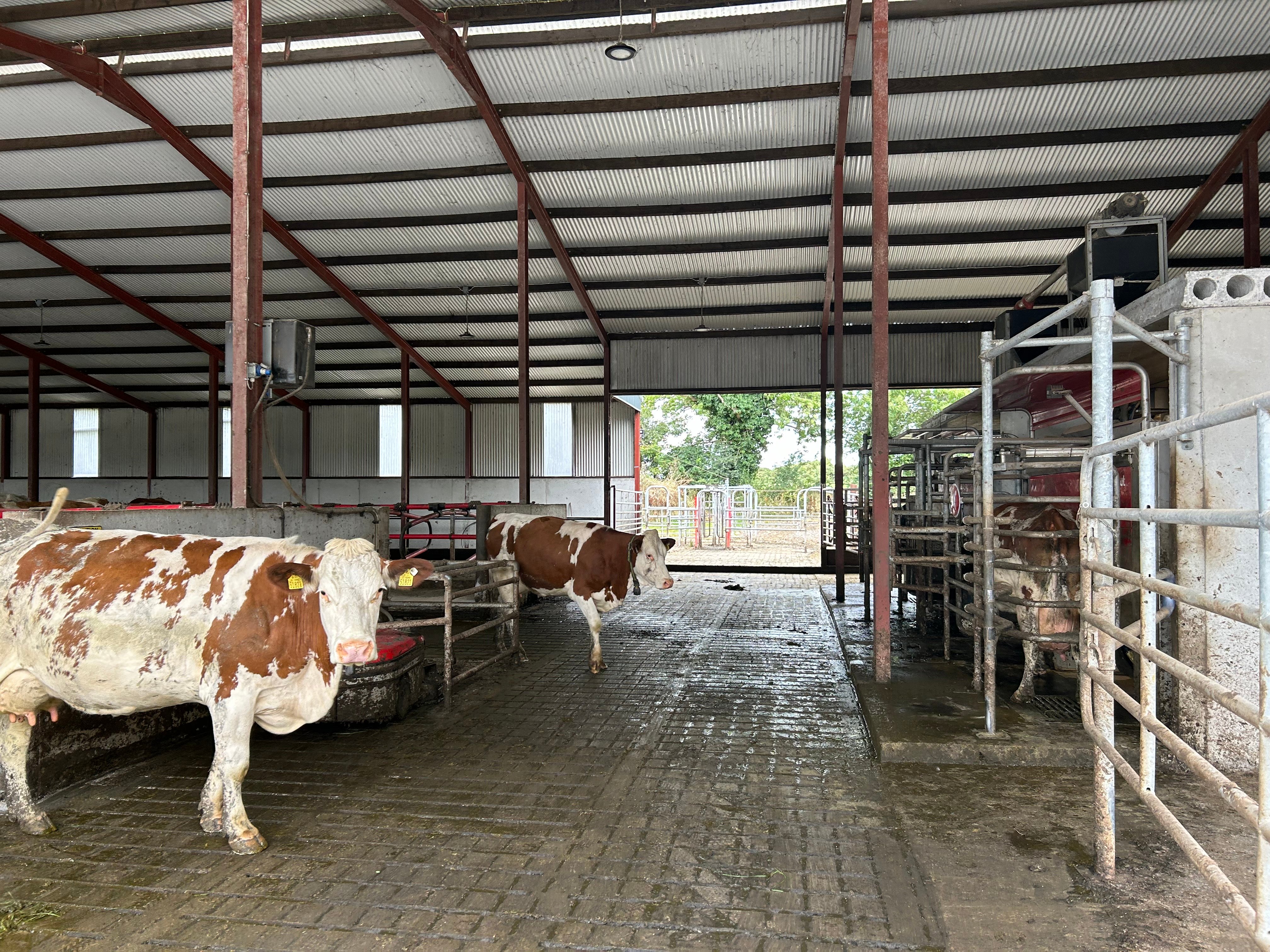 Cows in for milking in the Lely robot