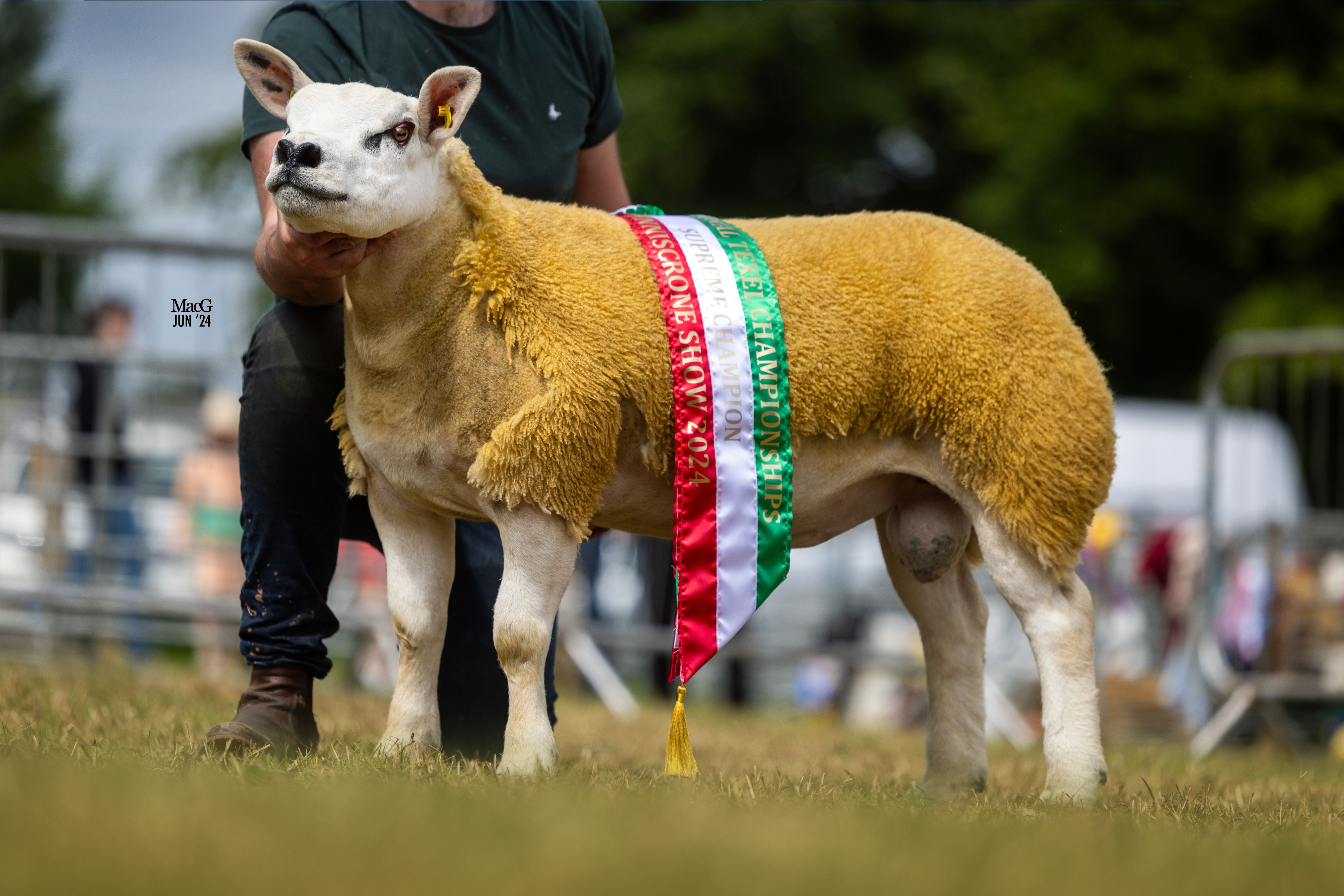 Lot 303 is the national champion from Patrick and James Murphy, sired by the ram they bought in Blessington last year Source: MacGregor Photography via the Irish Texel Sheep Society