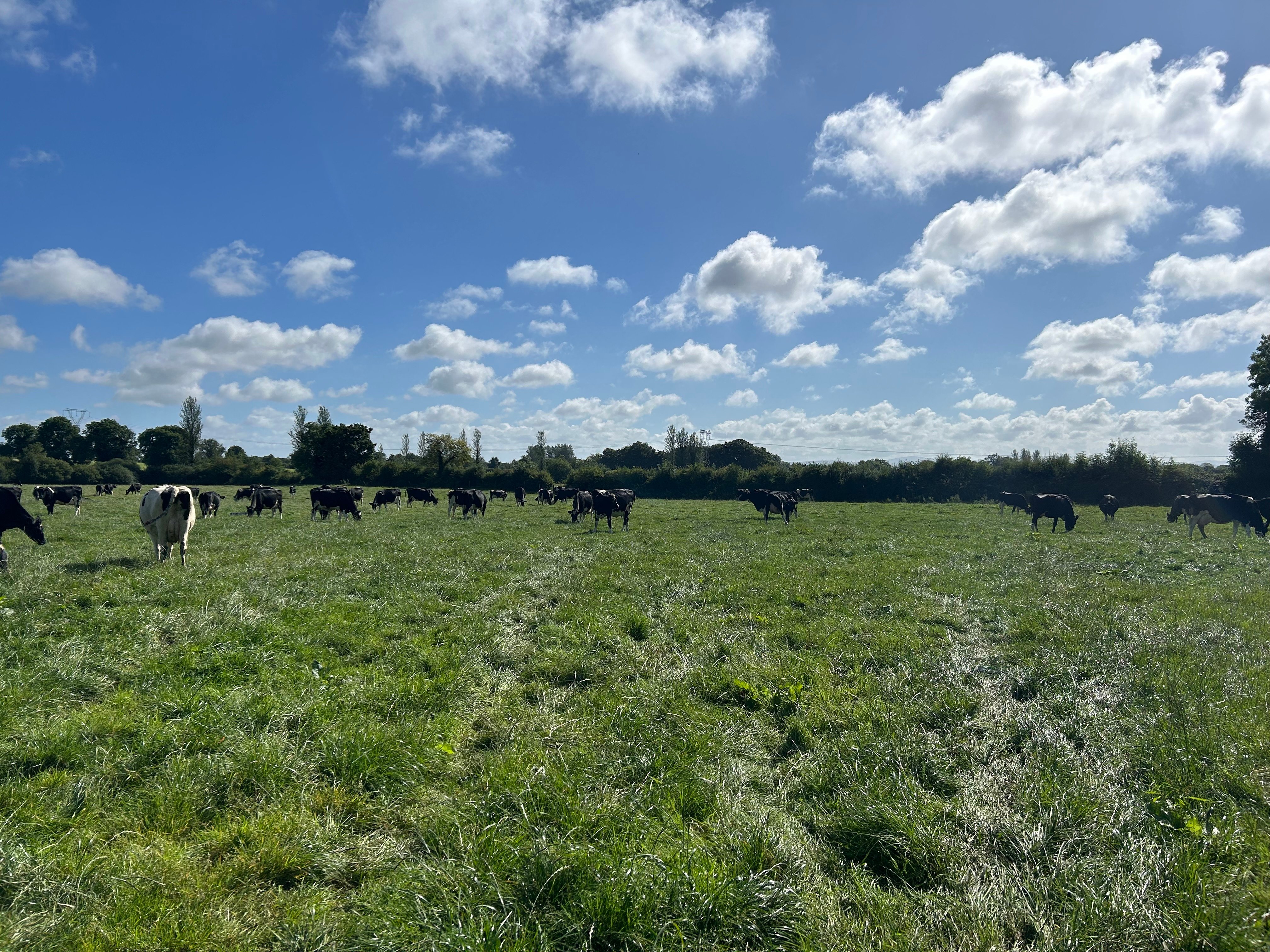 The cows out grazing