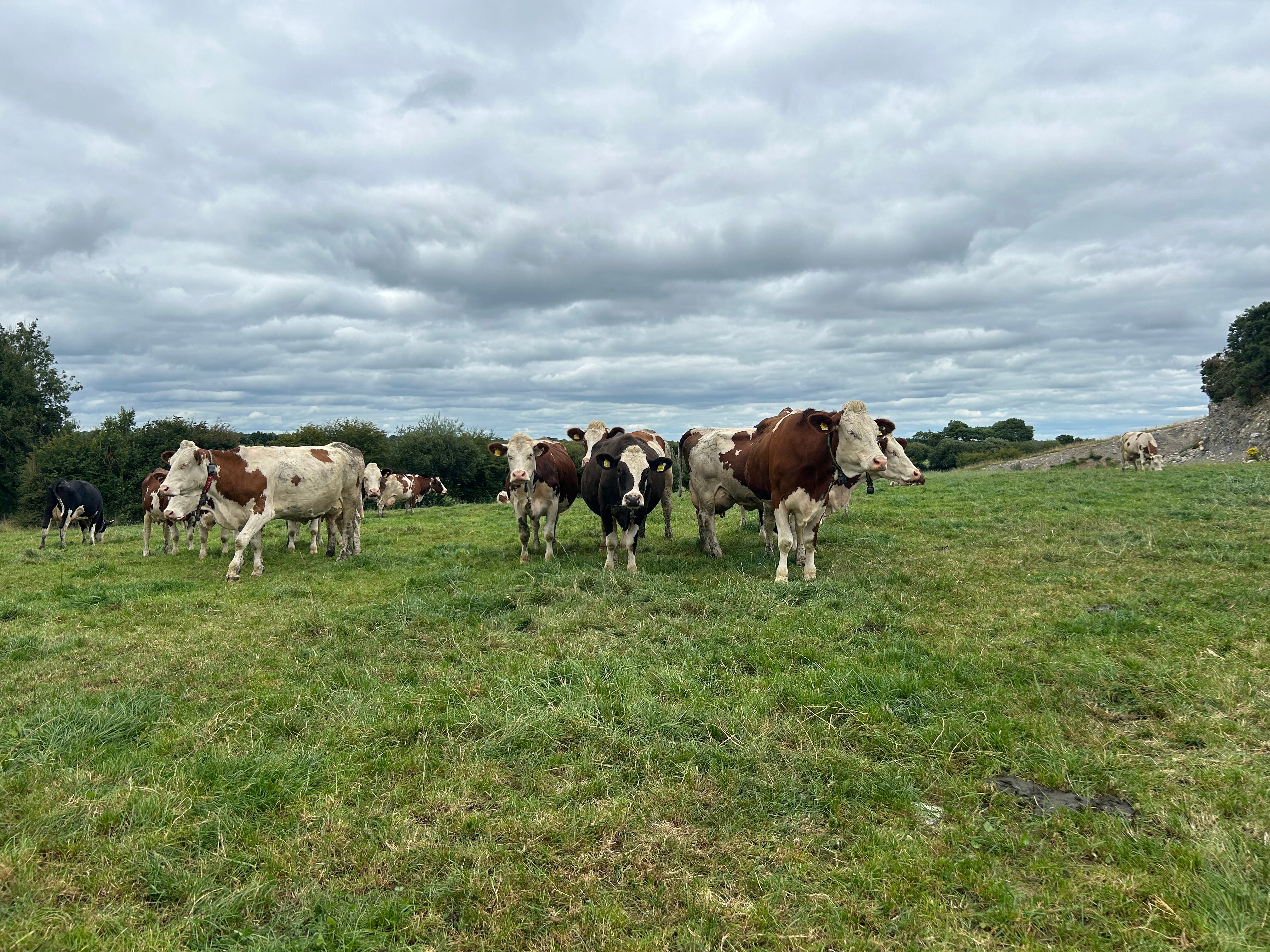 The cows out grazing