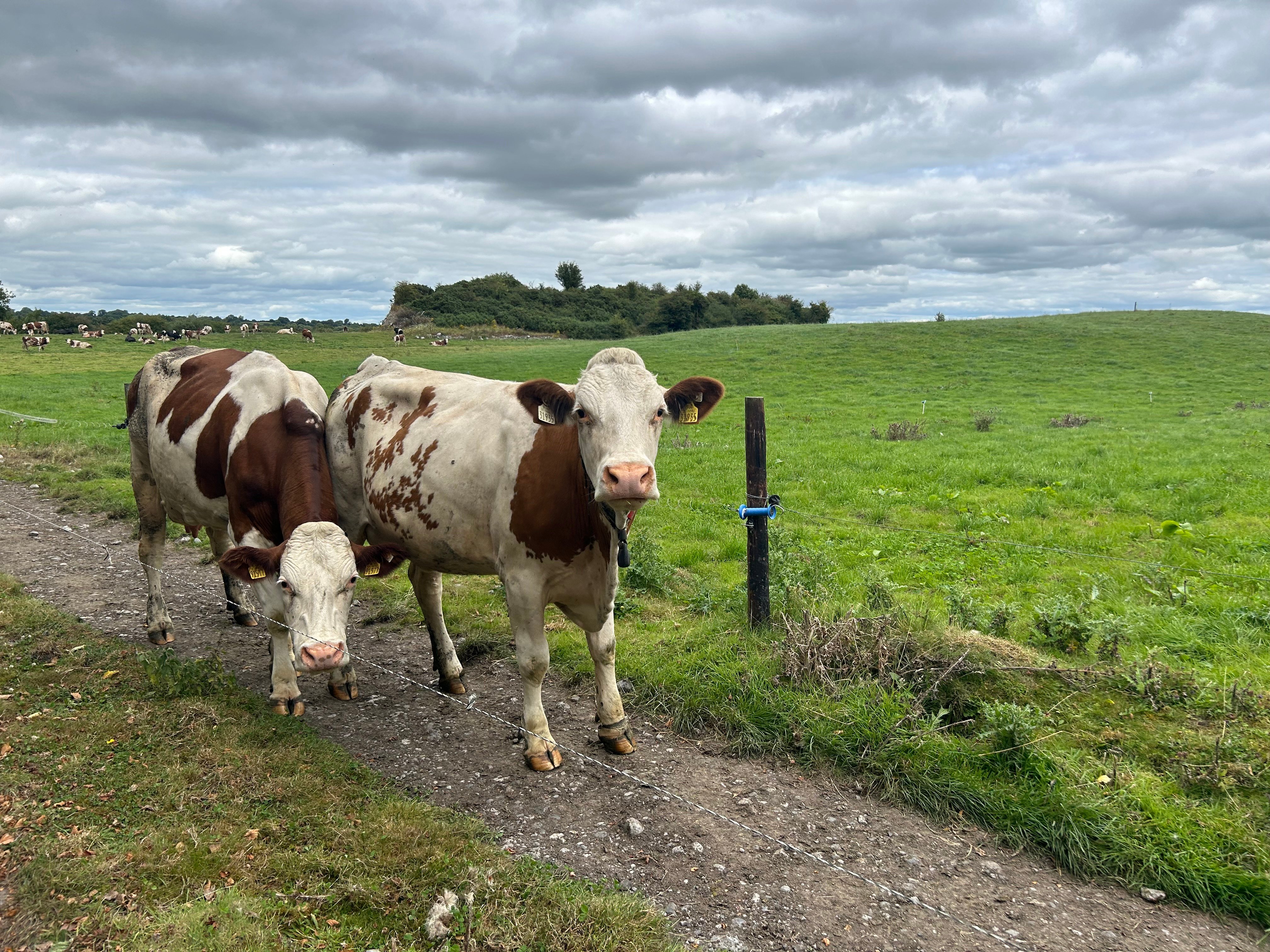 The Montbeliarde cows on their way into the robotic milking machine