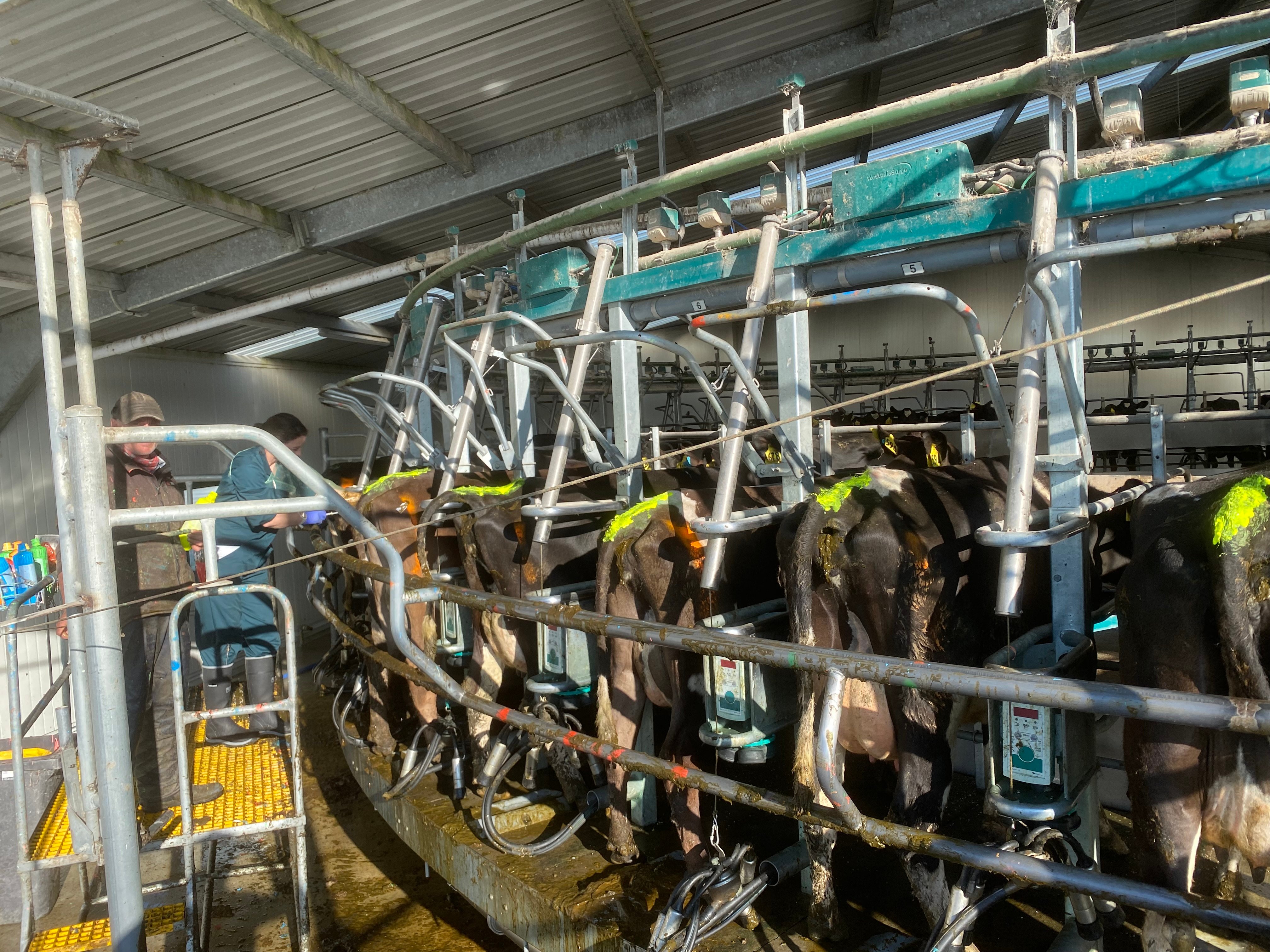 Cows getting inseminated after a synchronisation programme