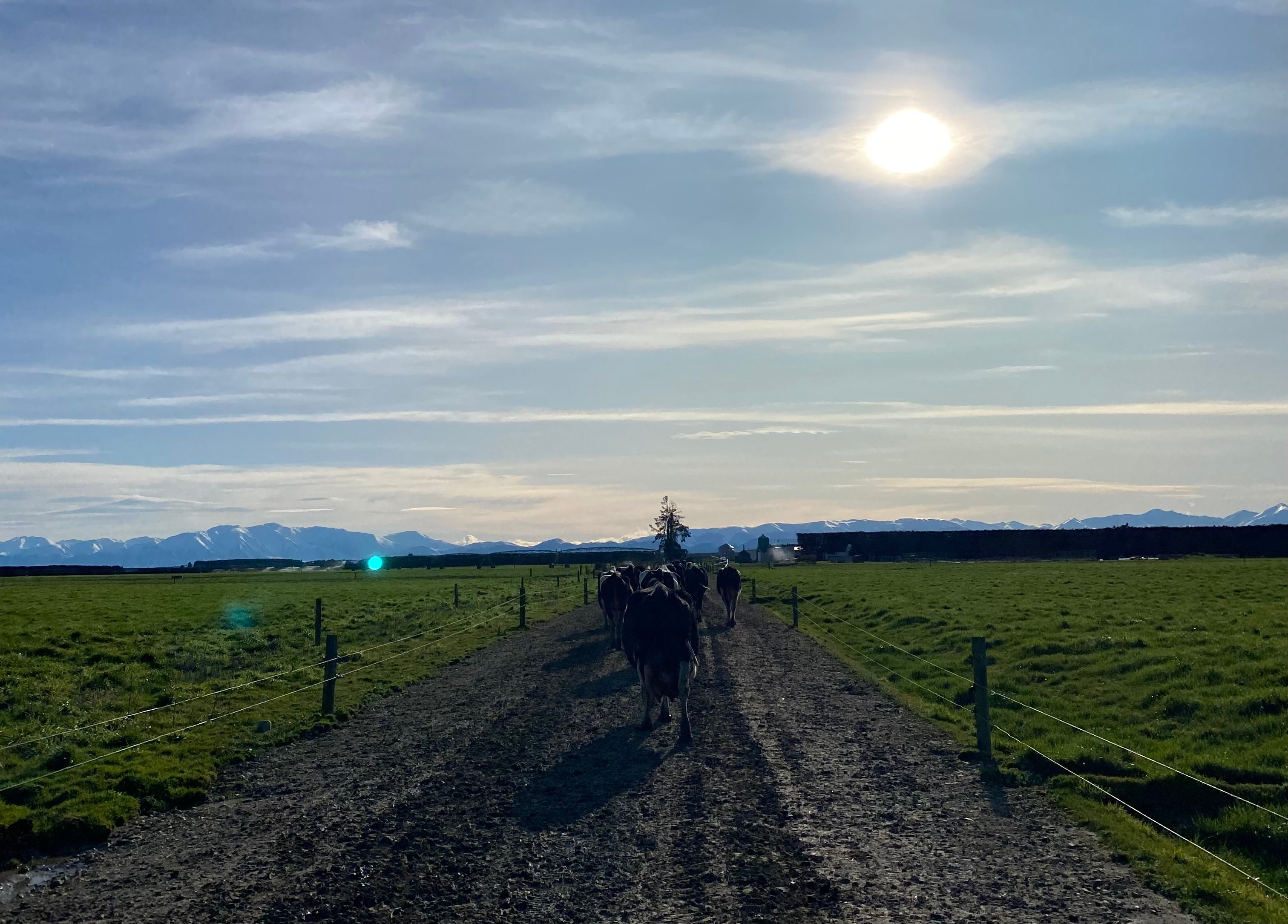 Cows on their way into milking
