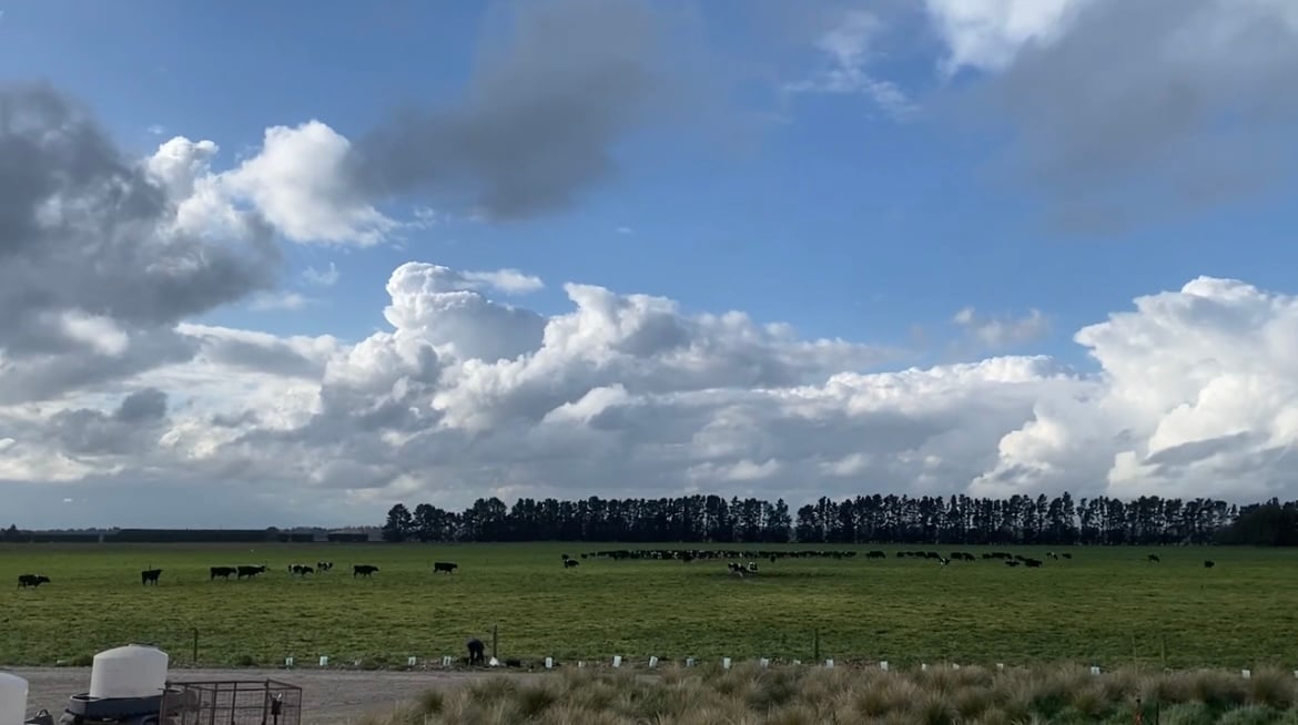 The second herd grazing post-milking