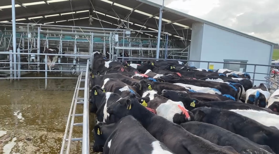 The 60-bale rotary parlour