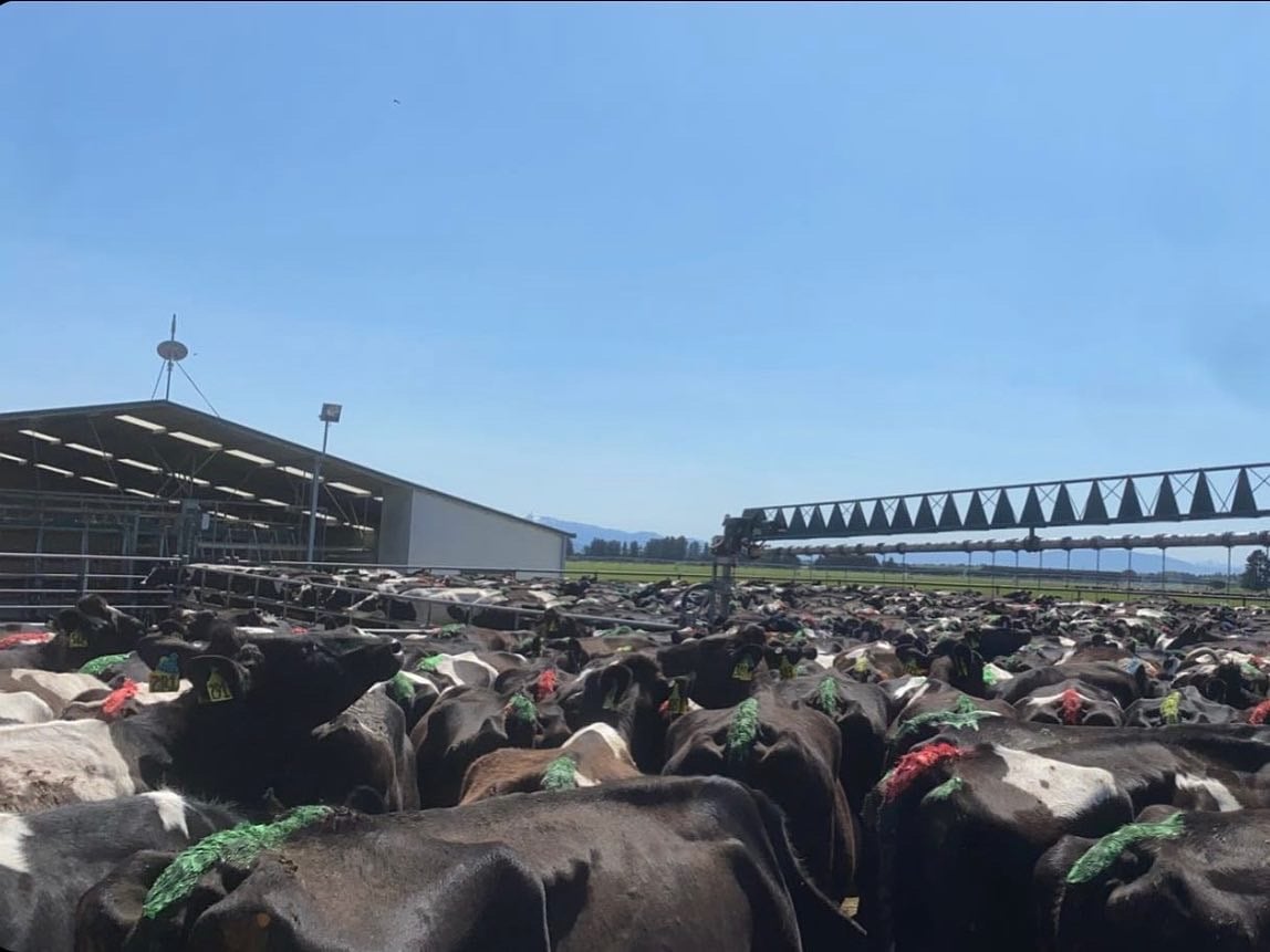Kiwi-cross cows ready for milking in New Zealand