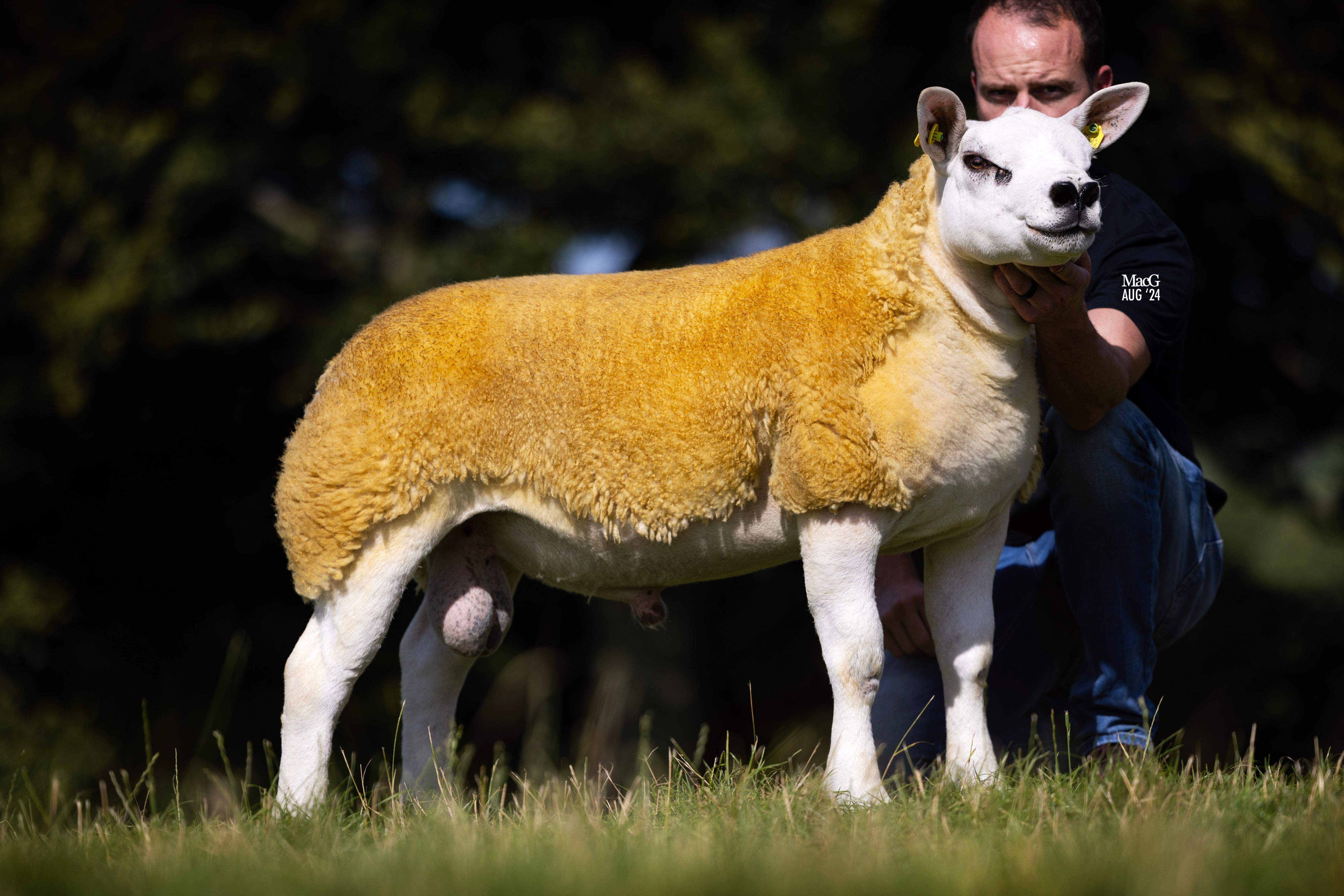 This ram lamb, Oberstown Hercules, sold for €18,000 Source: MacGregor Photography via the Irish Texel Sheep Society