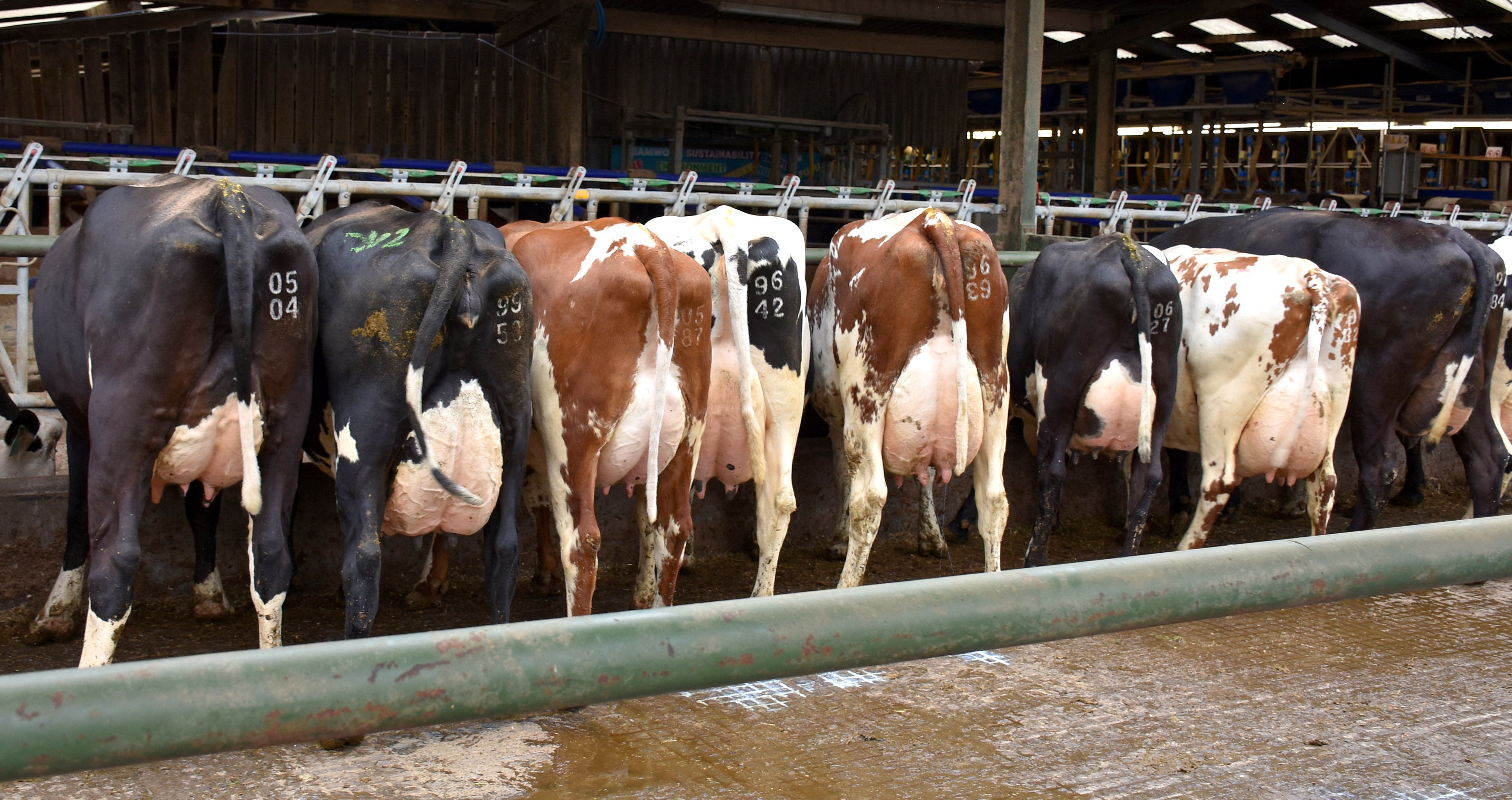A row of ProCROSS cows on the Halton farm in England