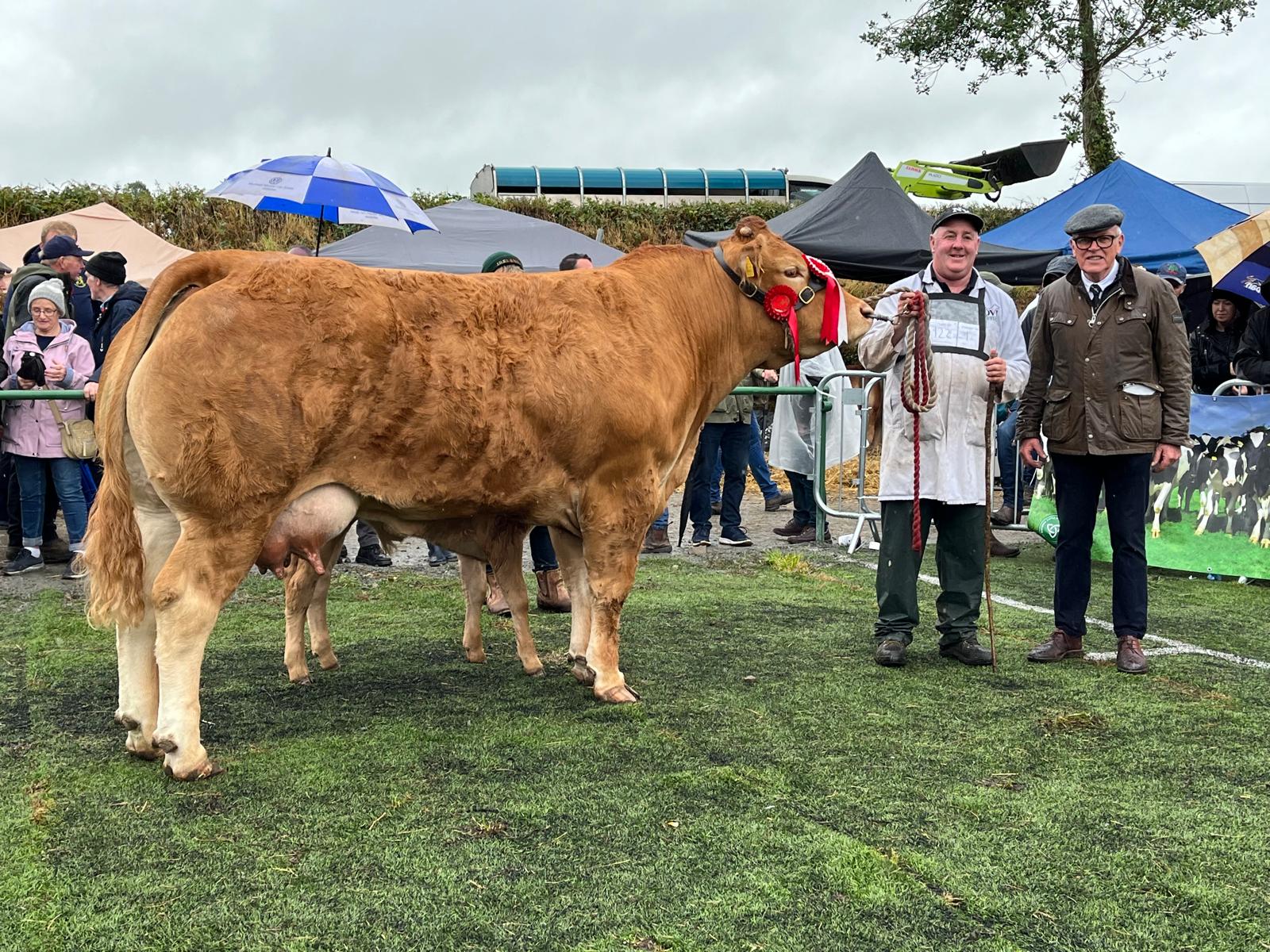 Interbreed champion belonging to William Smith from Oldcastle, Co Meath