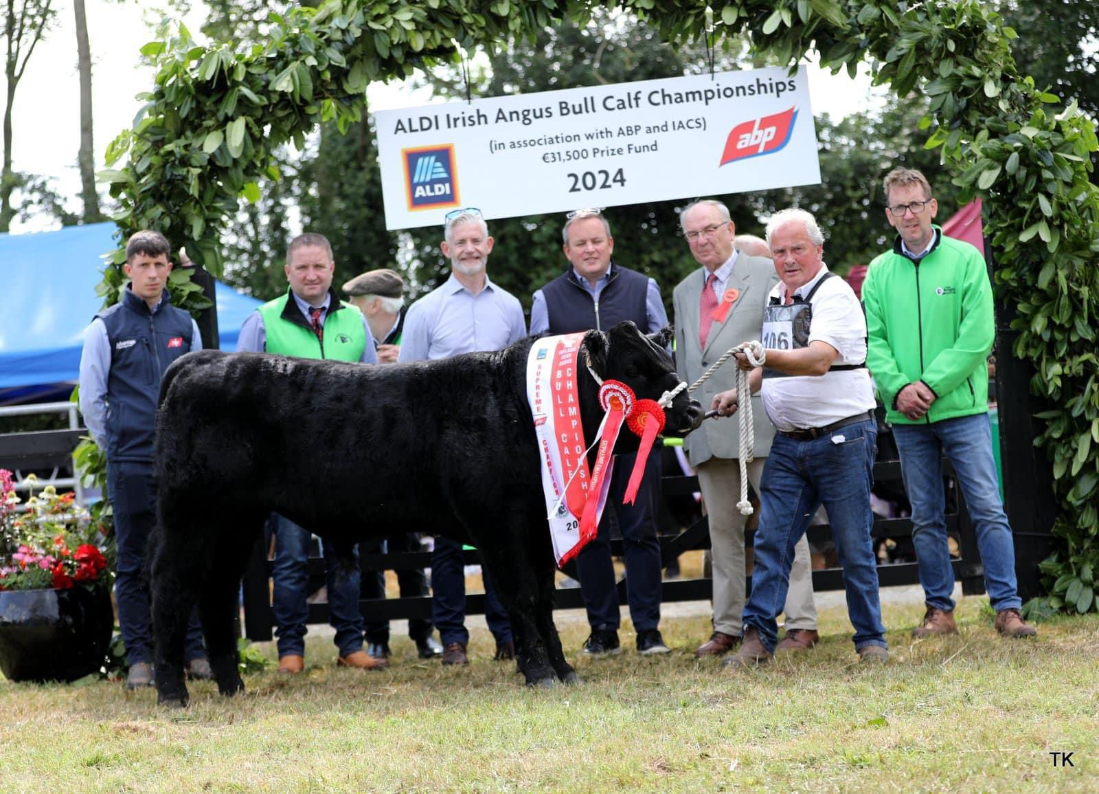 Class 21: The Aldi/ABP - Irish Angus All Ireland Bull Calf Championship born between November 2023 and January 2024 won by Carrowboy Wilton owned by Alan Gibbons from Co. Roscommon